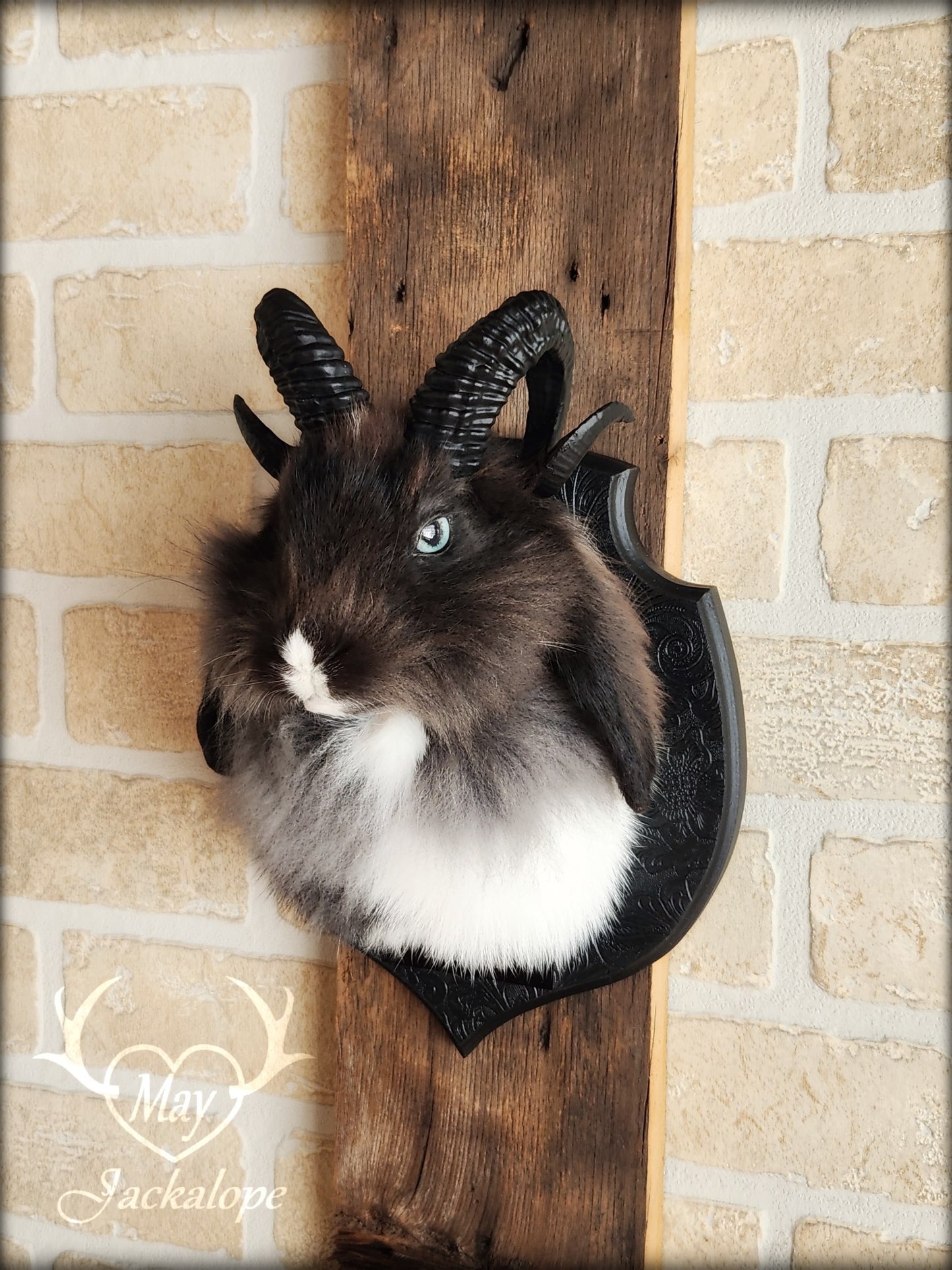 Small black & white jackalope taxidermy with blue eyes & horns replica