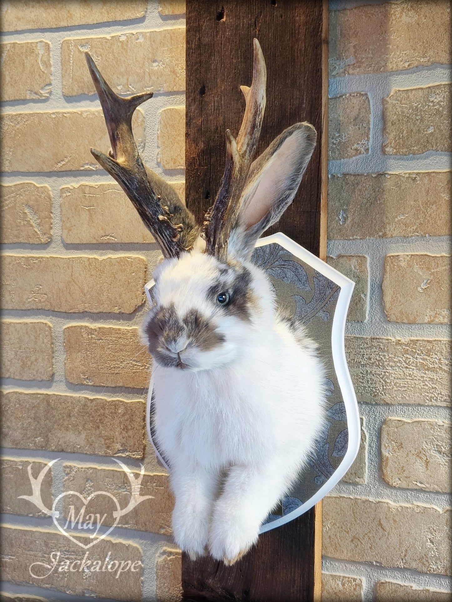 Taxidermie de jackalope blanc et gris aux yeux bleu et vrais bois