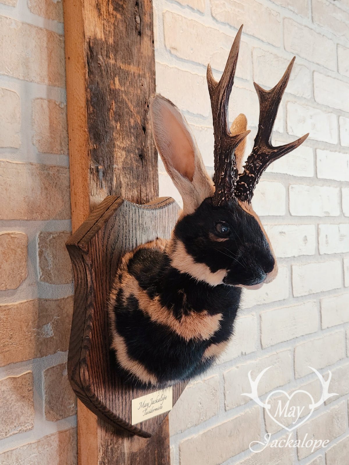 black & orange (replica) harlequin jackalope taxidermy with dark eyes and real antlers
