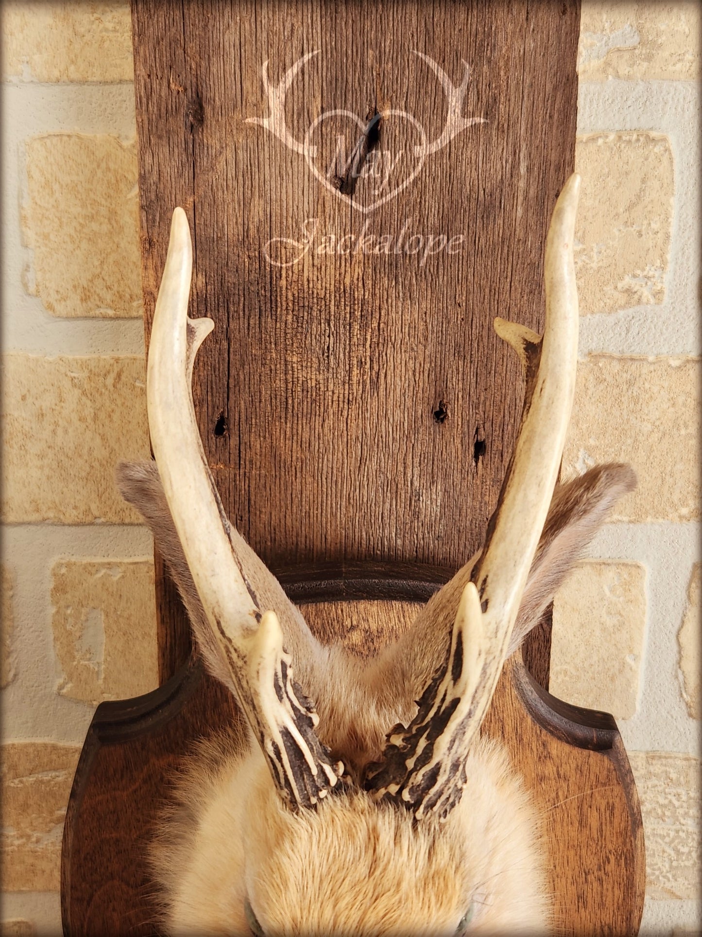 Small jackalope taxidermy, harlequin fur with blue eyes & real antlers