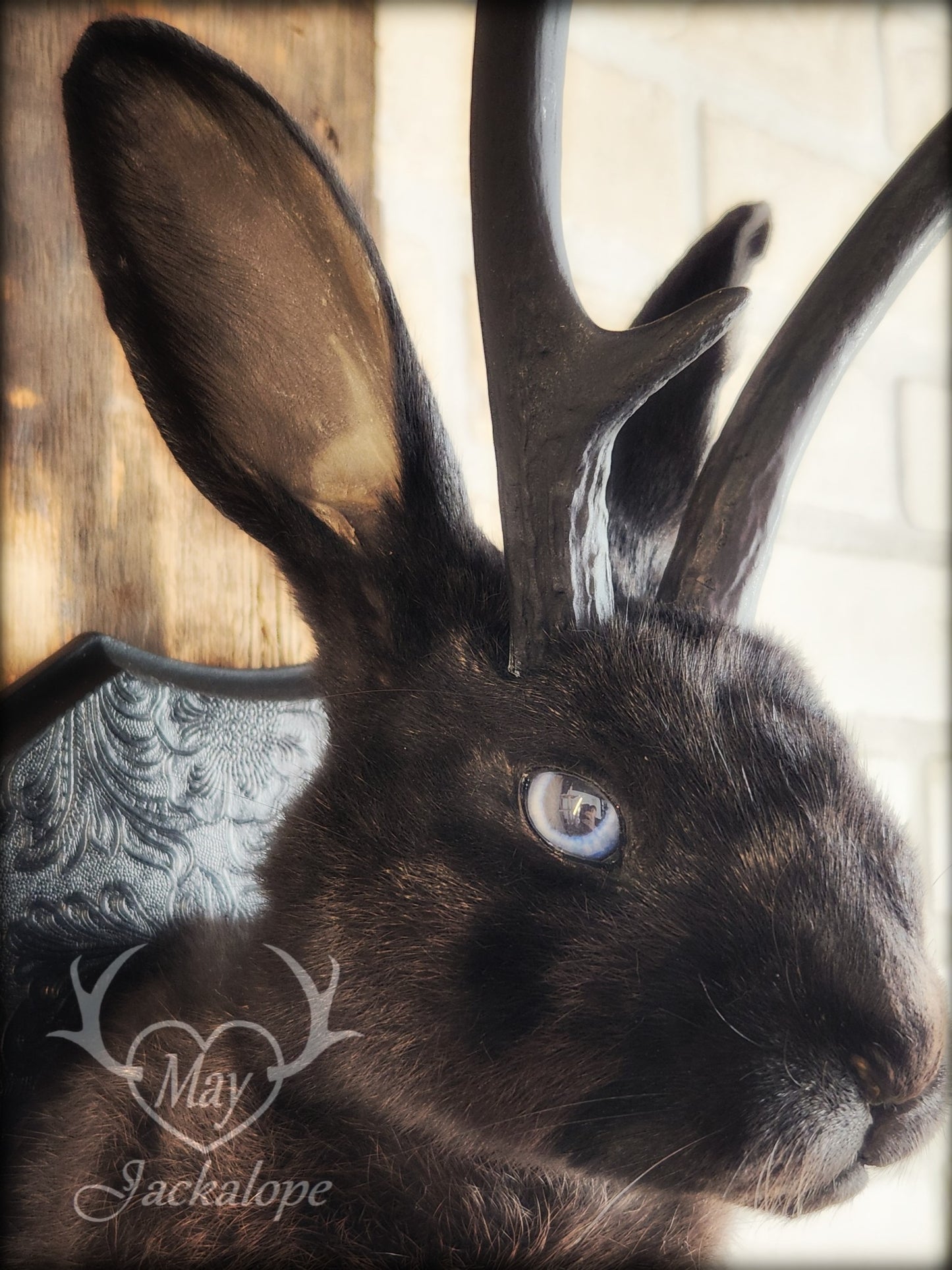 Black Jackalope taxidermy with blue eye and real antlers, damaged ear and scarred eye