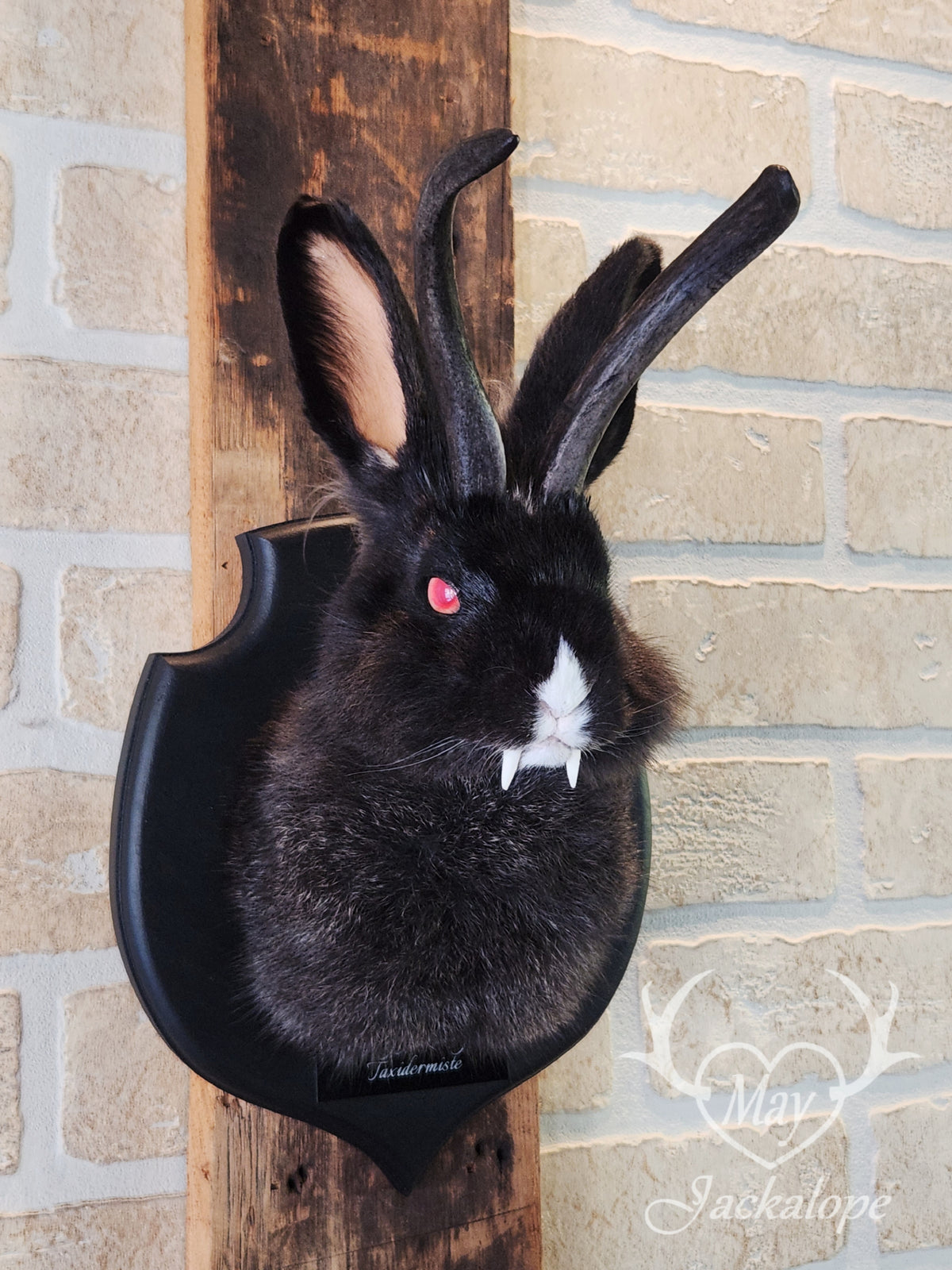 Black & white vampire Jackalope taxidermy with red eyes & real antlers