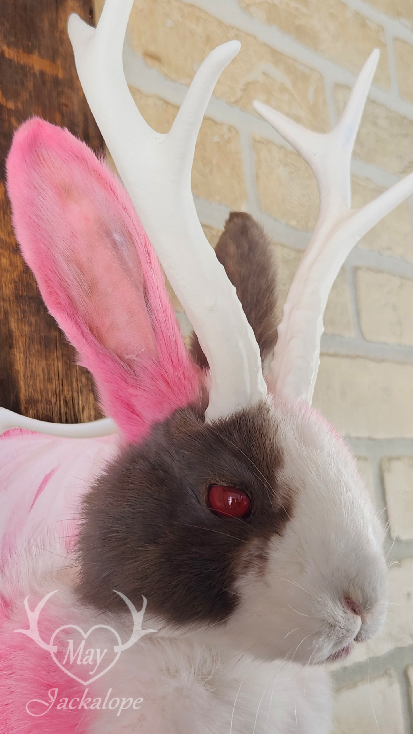 Taxidermie de Jackalope Hollandais trois couleures avec les yeux rouges et réplique de bois