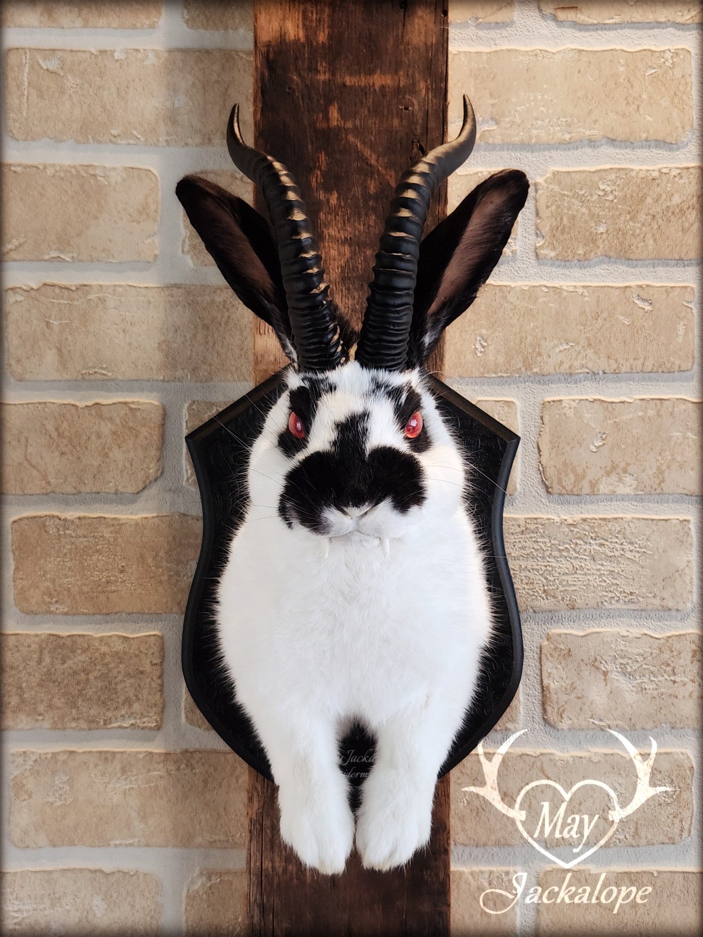 Black & white Jackalope taxidermy with red eyes, fangs & black horns replica