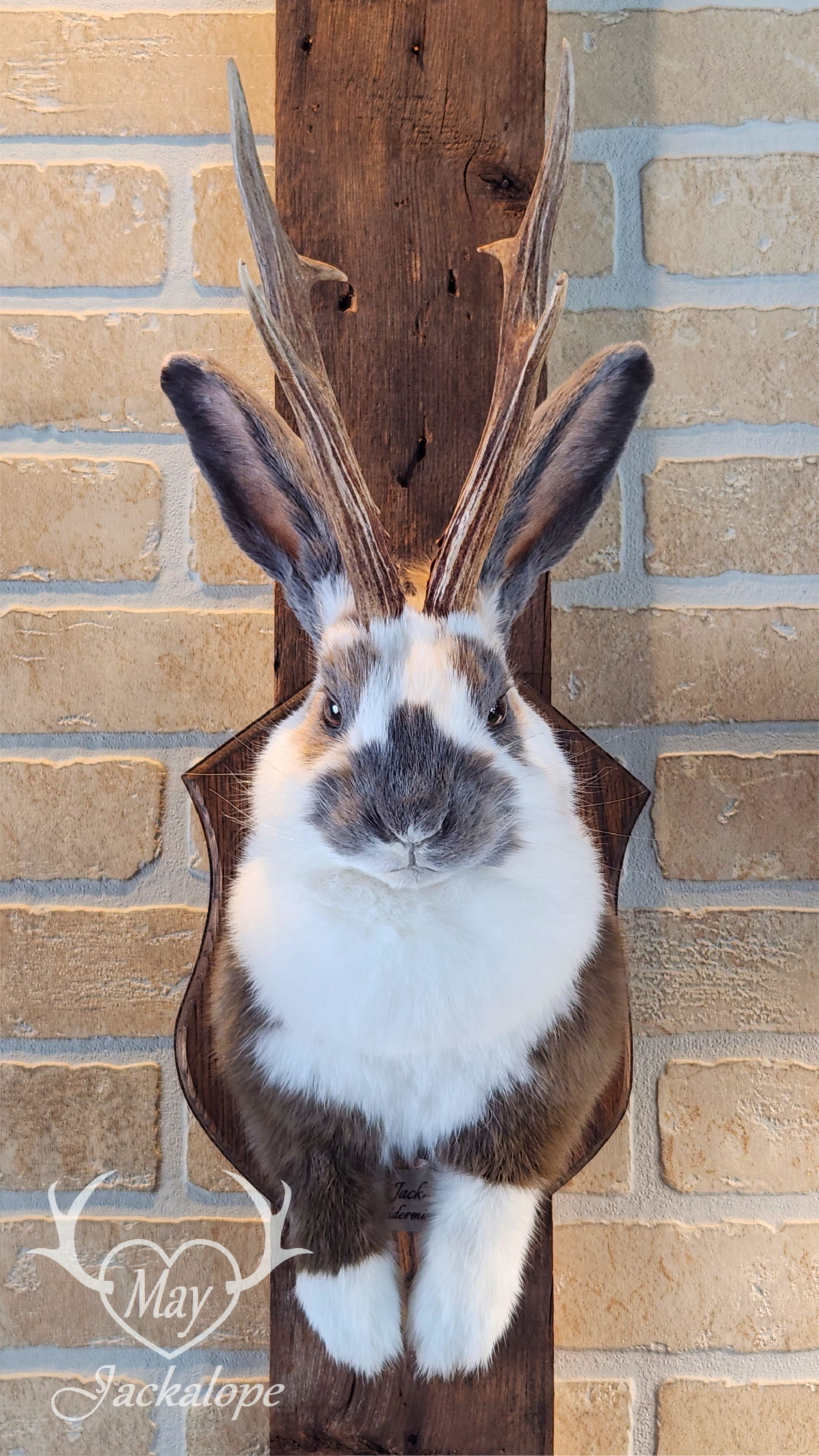 Taxidermie de Jackalope trois couleures Tuxedo, aux yeux noisettes et vrais bois