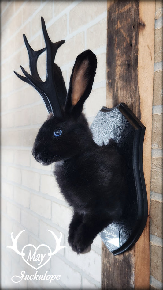Taxidermie de jackalope noir aux yeux bleu et réplique réaliste de bois
