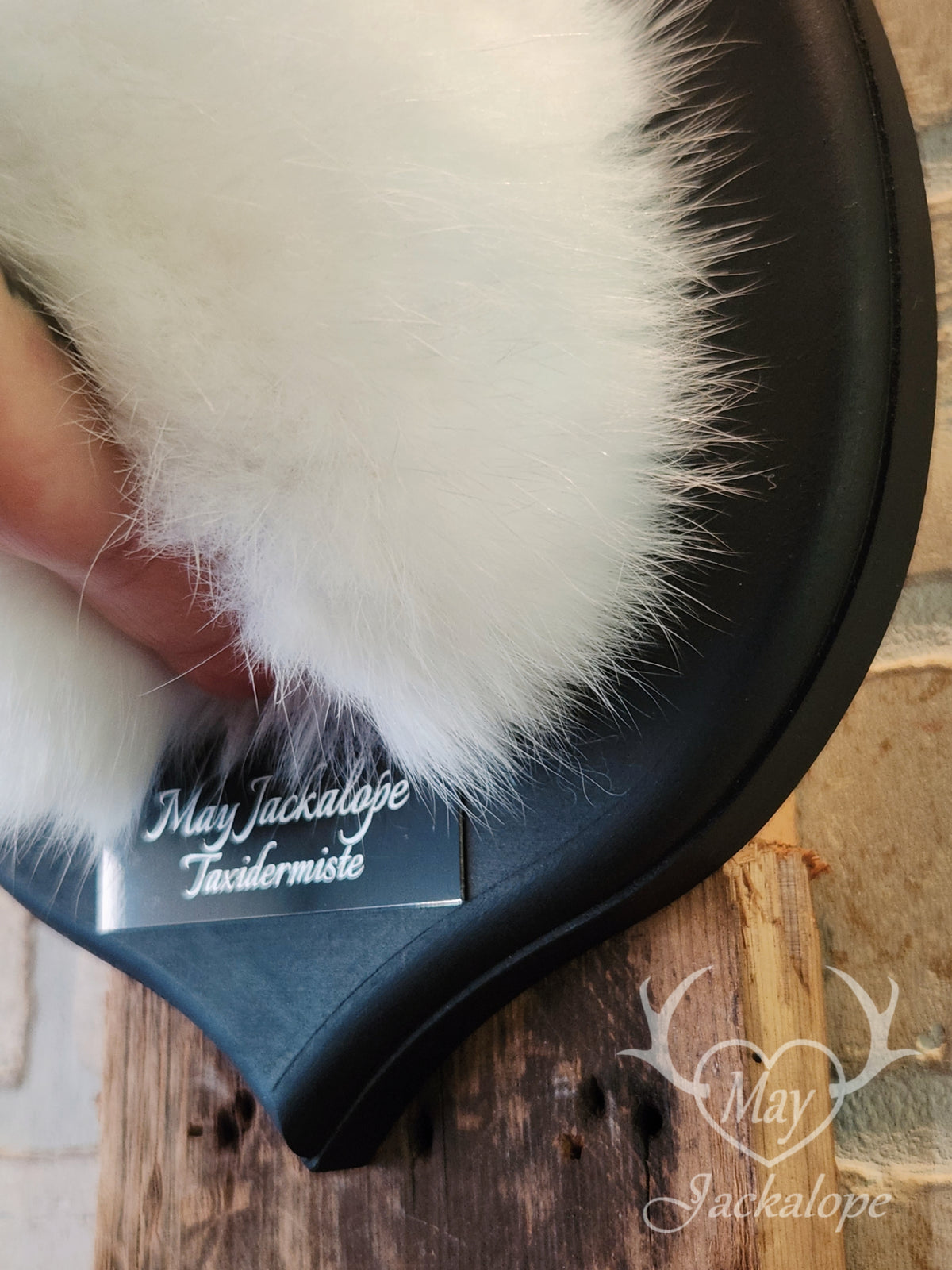 White & black Jackalope taxidermy with blue eyes & antlers replica