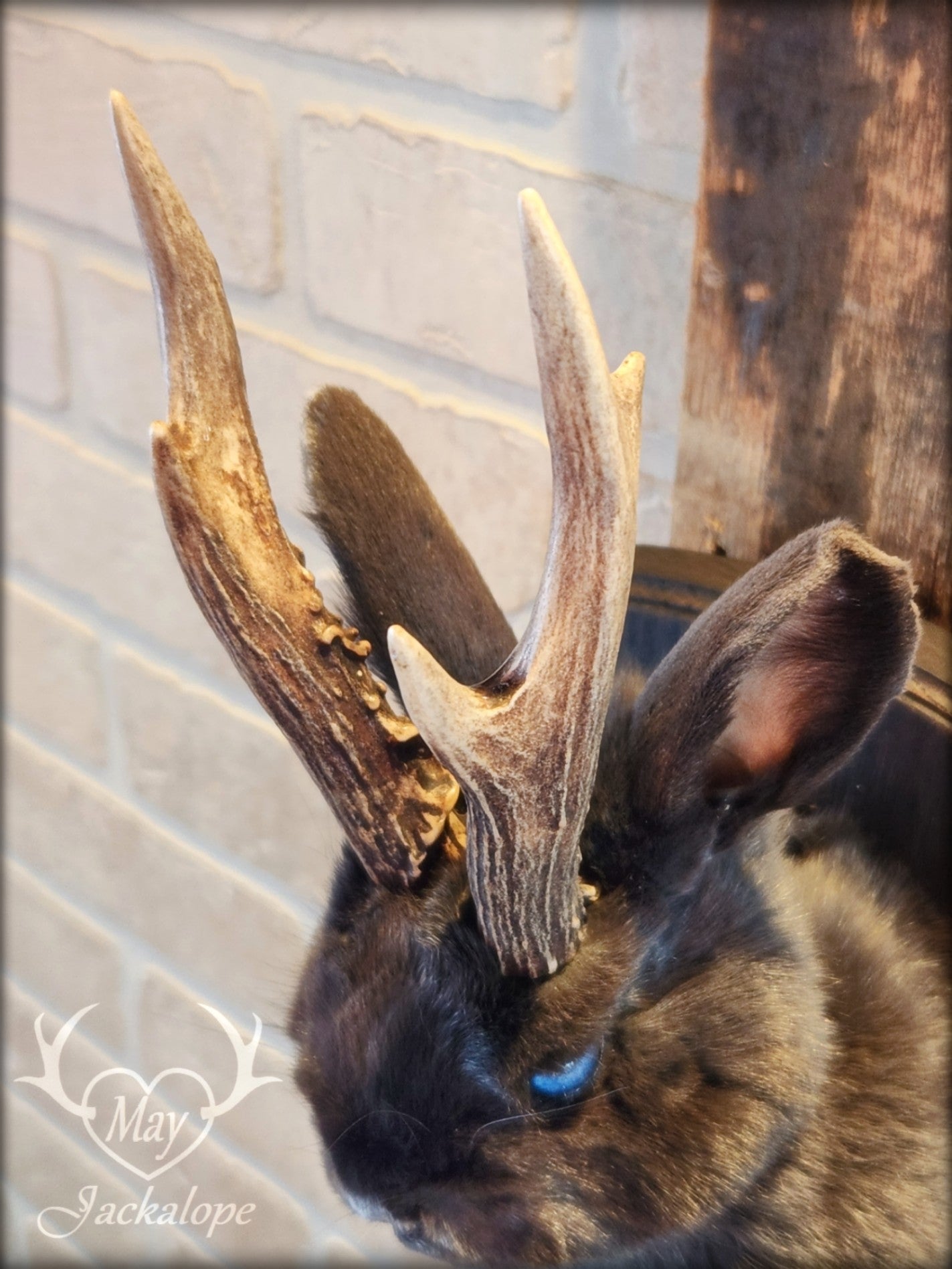 Taxidermie d'un mini jackalope gris-bleu aux yeux bleu vif et vrais bois