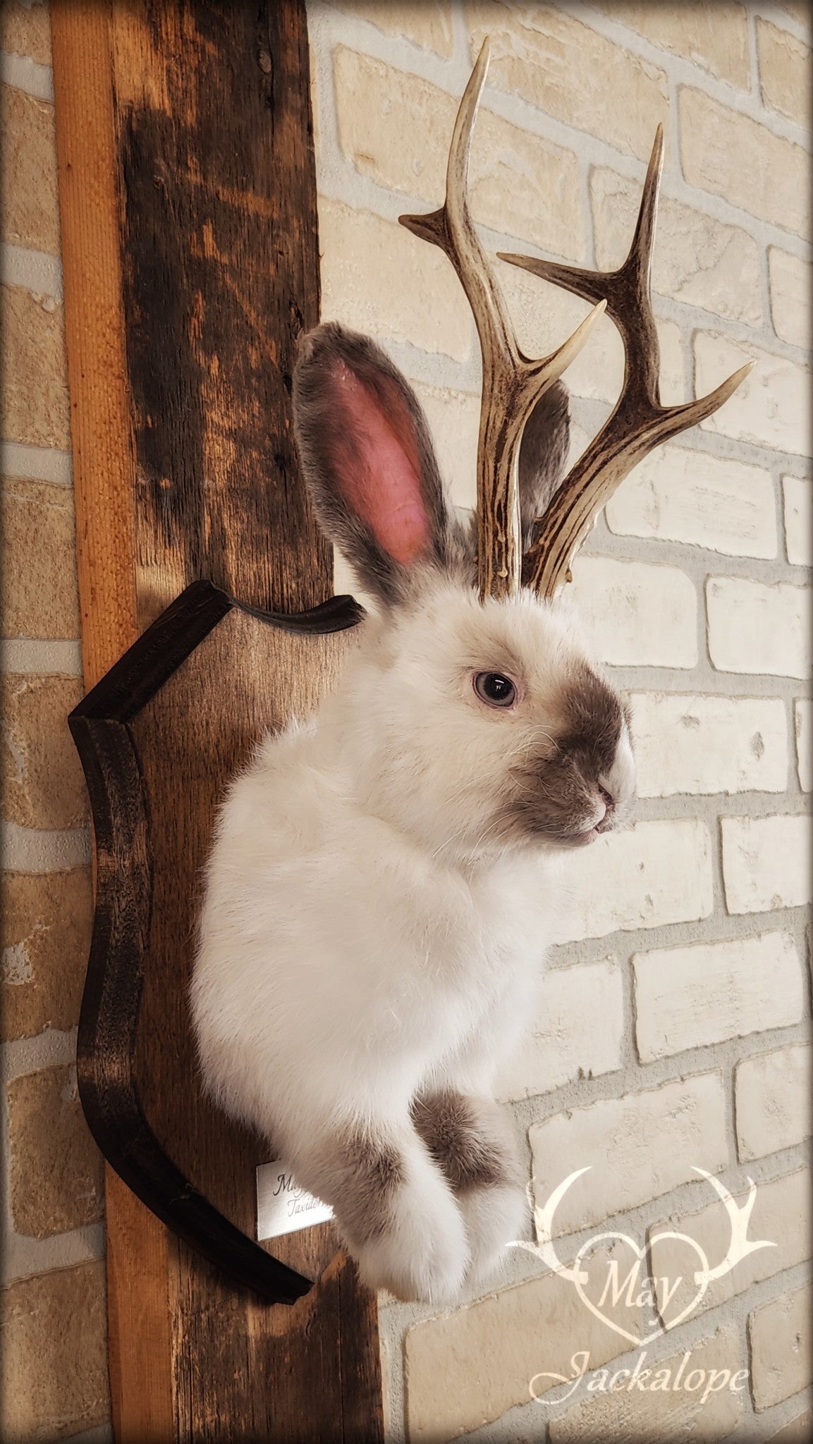 Taxidermie d'un jackalope blanc et gris pâle, aux yeux gris avec vrai panache