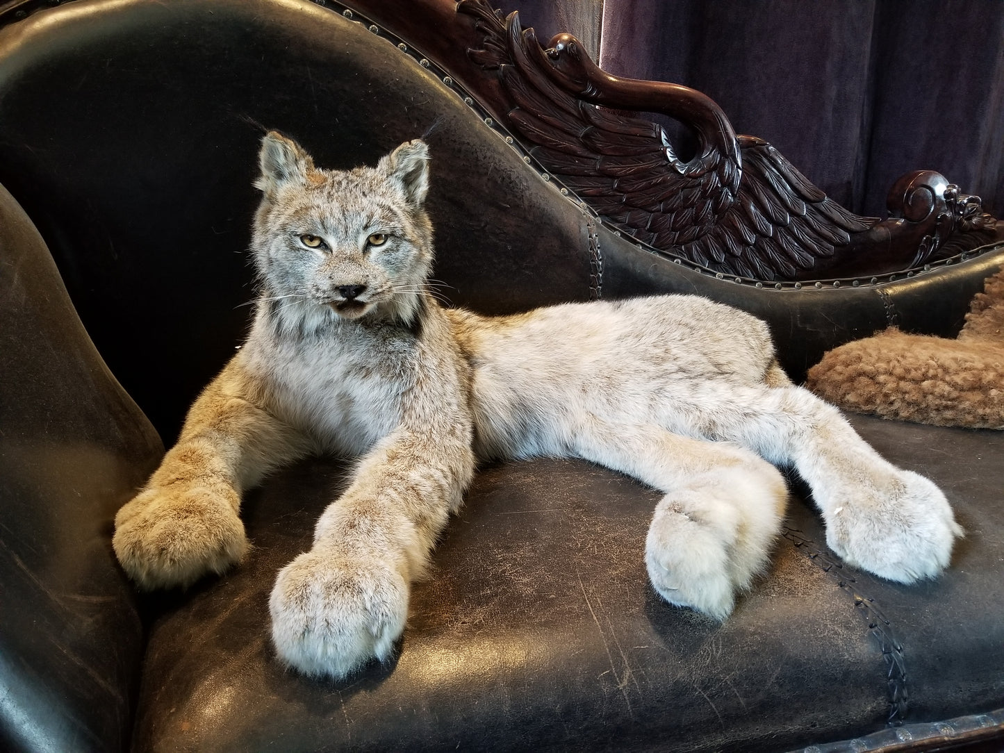 Taxidermie de lynx du Canada