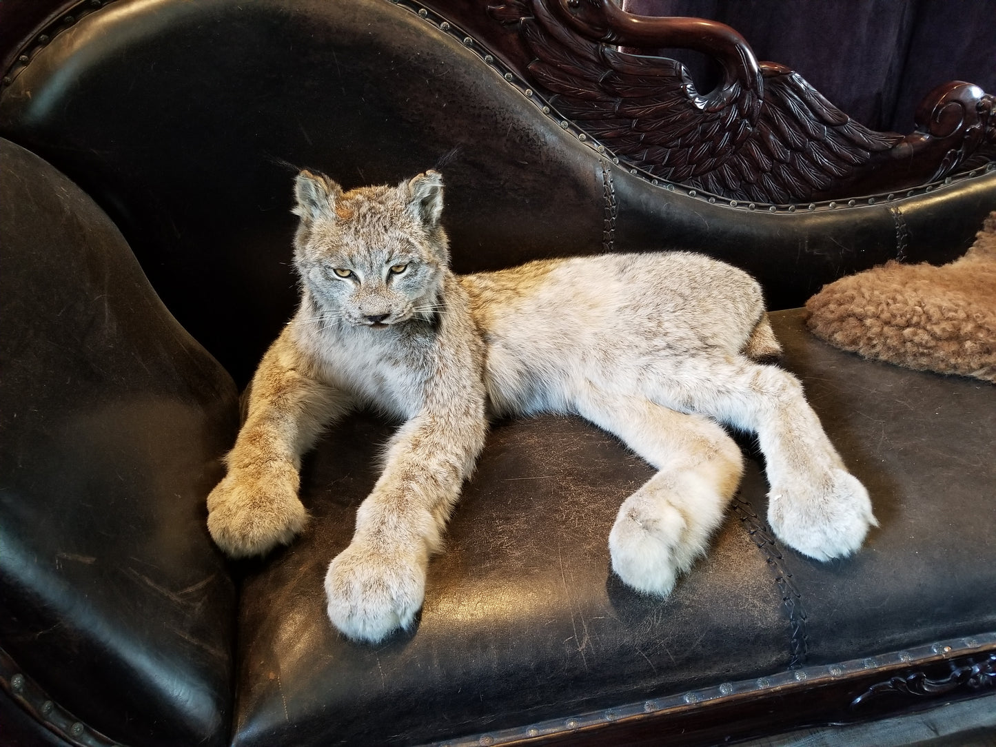 Taxidermie de lynx du Canada