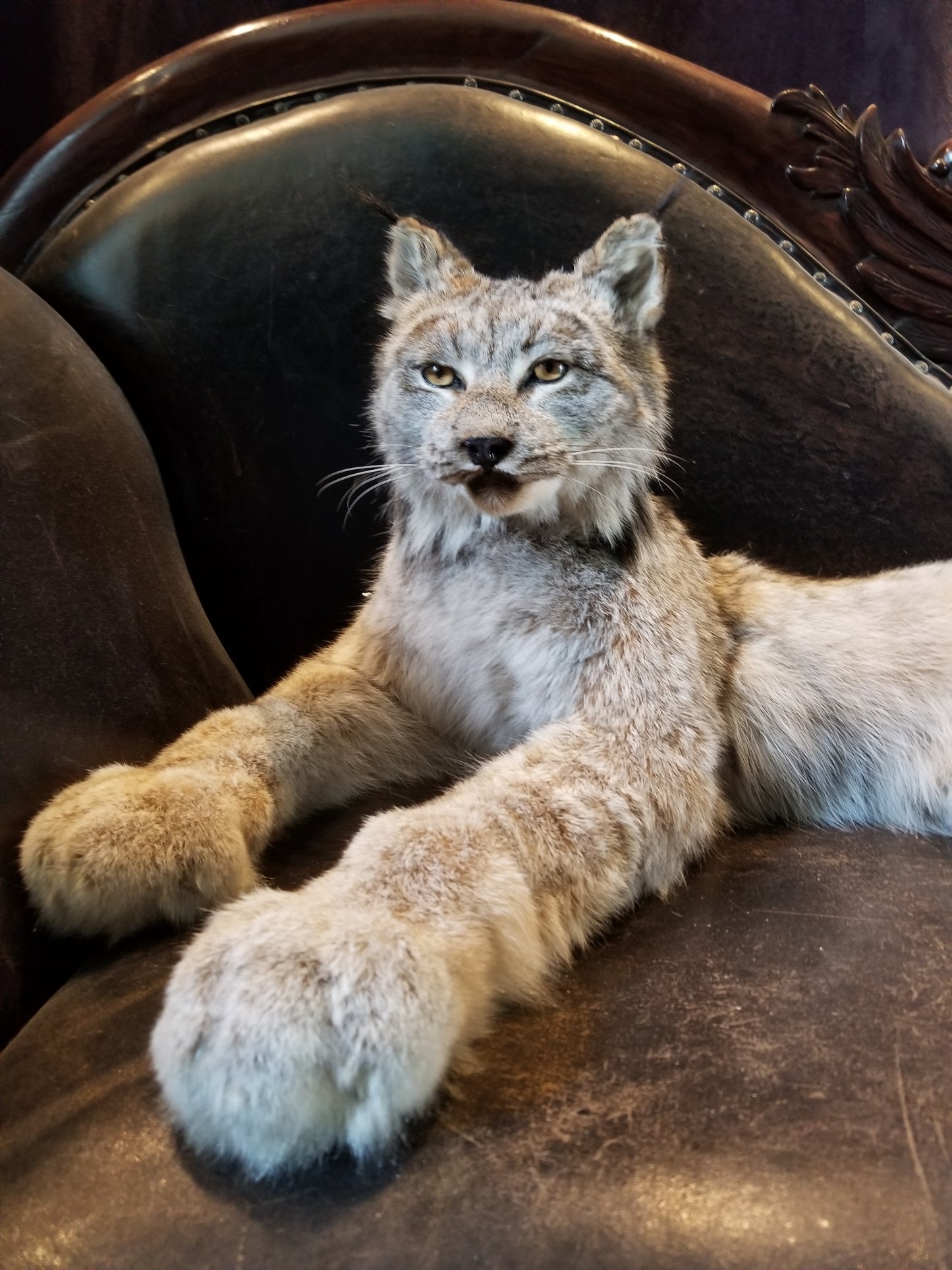 Taxidermie de lynx du Canada