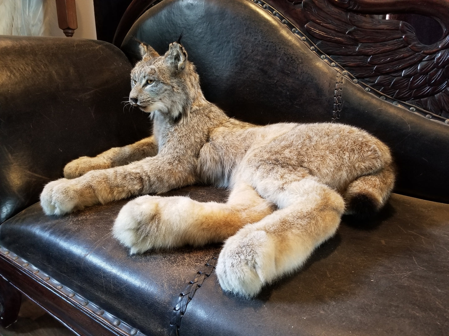 Taxidermie de lynx du Canada