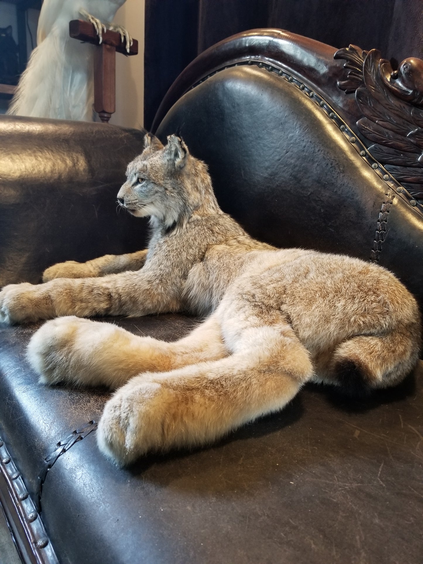 Taxidermie de lynx du Canada