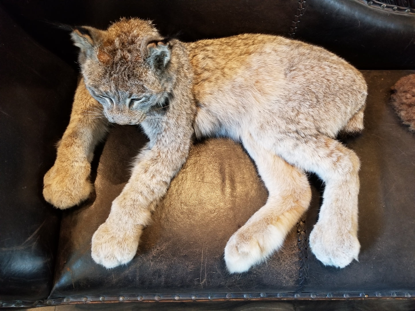 Taxidermie de lynx du Canada