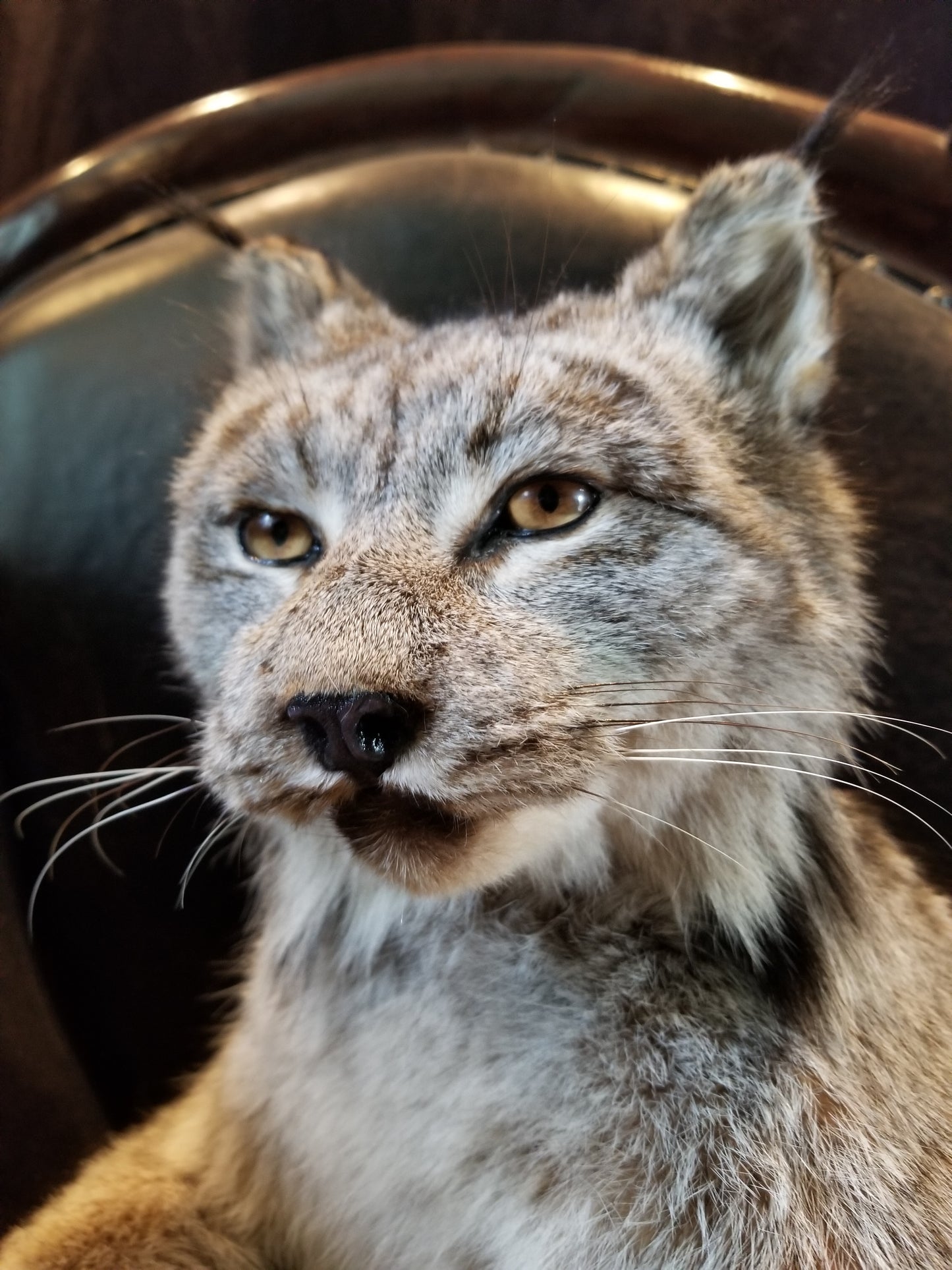 Taxidermie de lynx du Canada