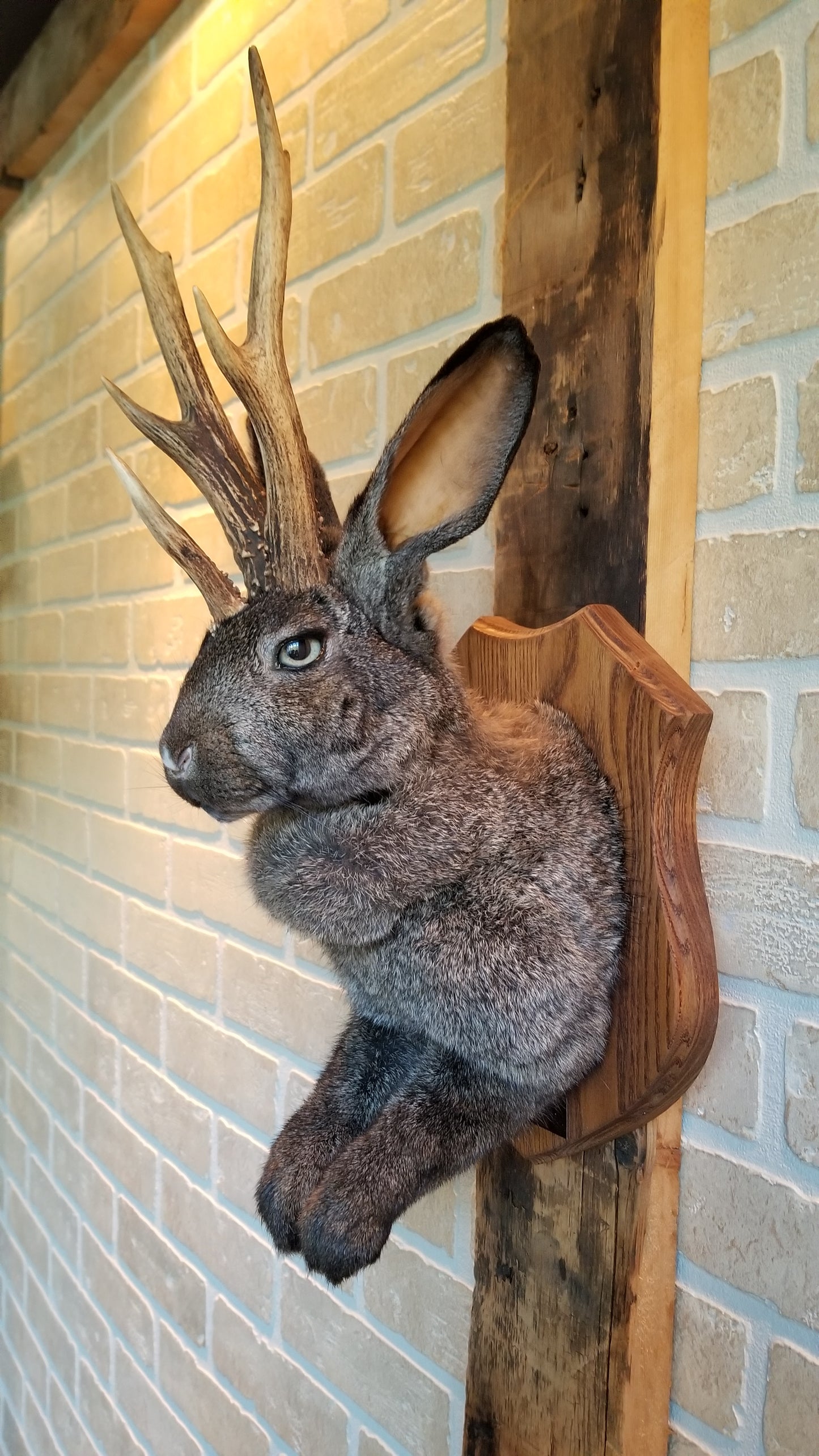 Taxidermie de Jackalope brun foncé XL