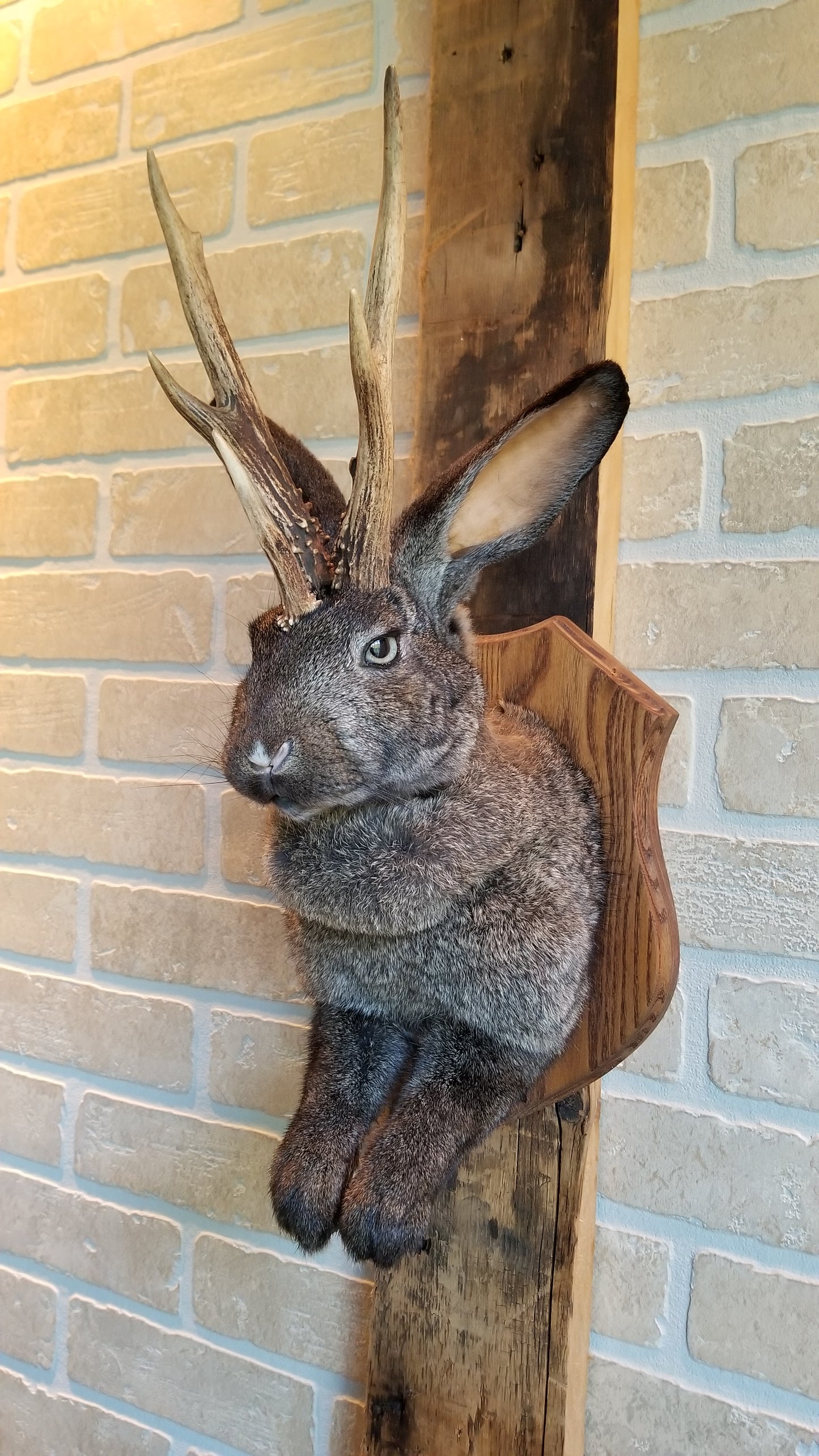 Taxidermie de Jackalope brun foncé XL