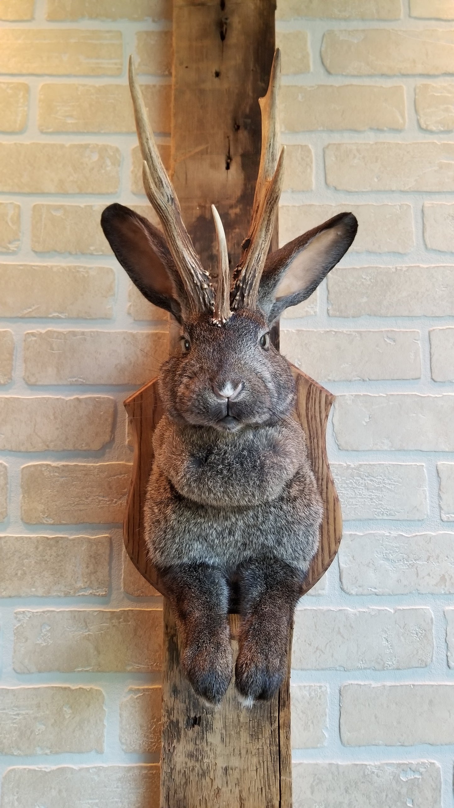 Taxidermie de Jackalope brun foncé XL