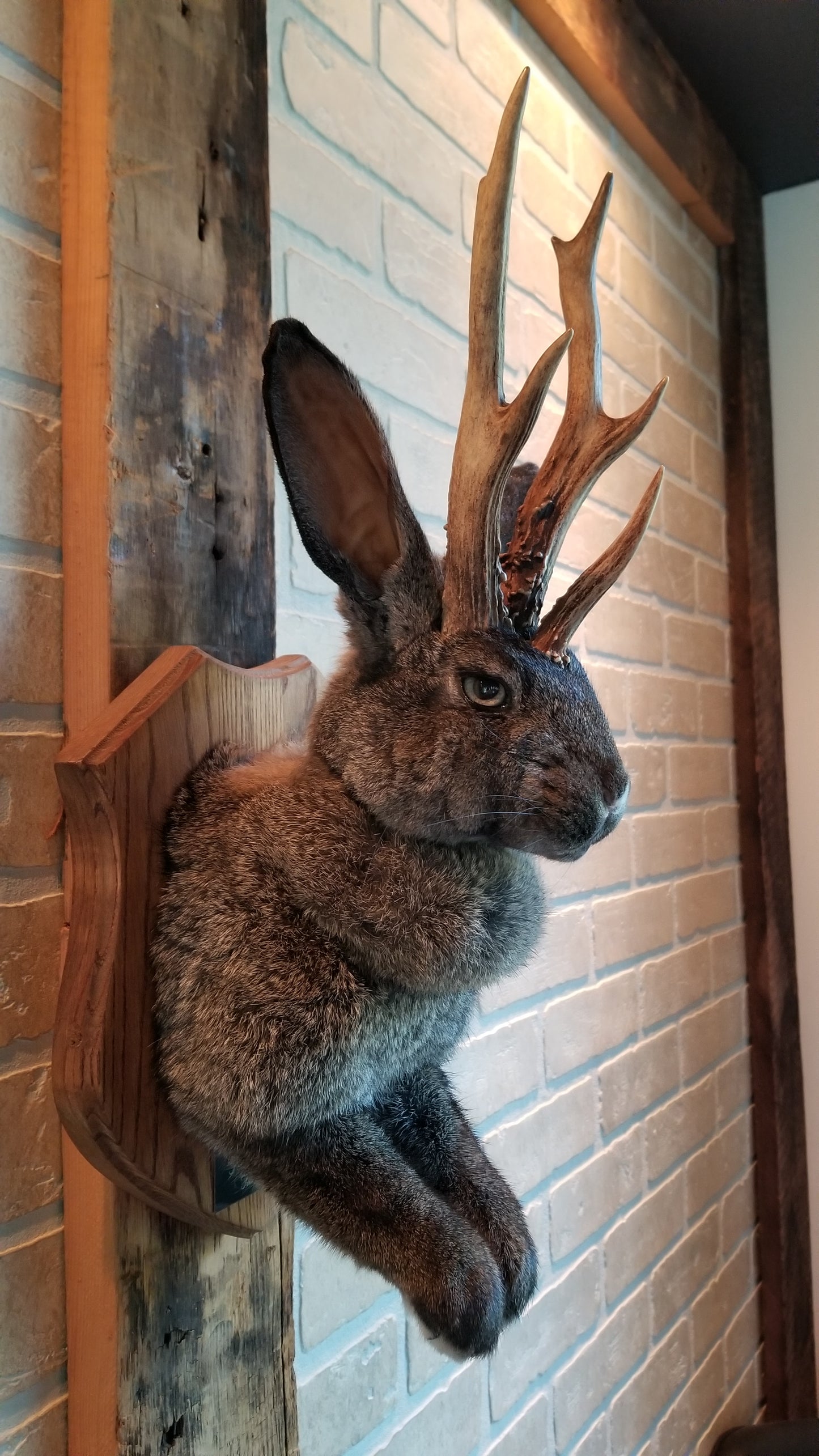 Taxidermie de Jackalope brun foncé XL