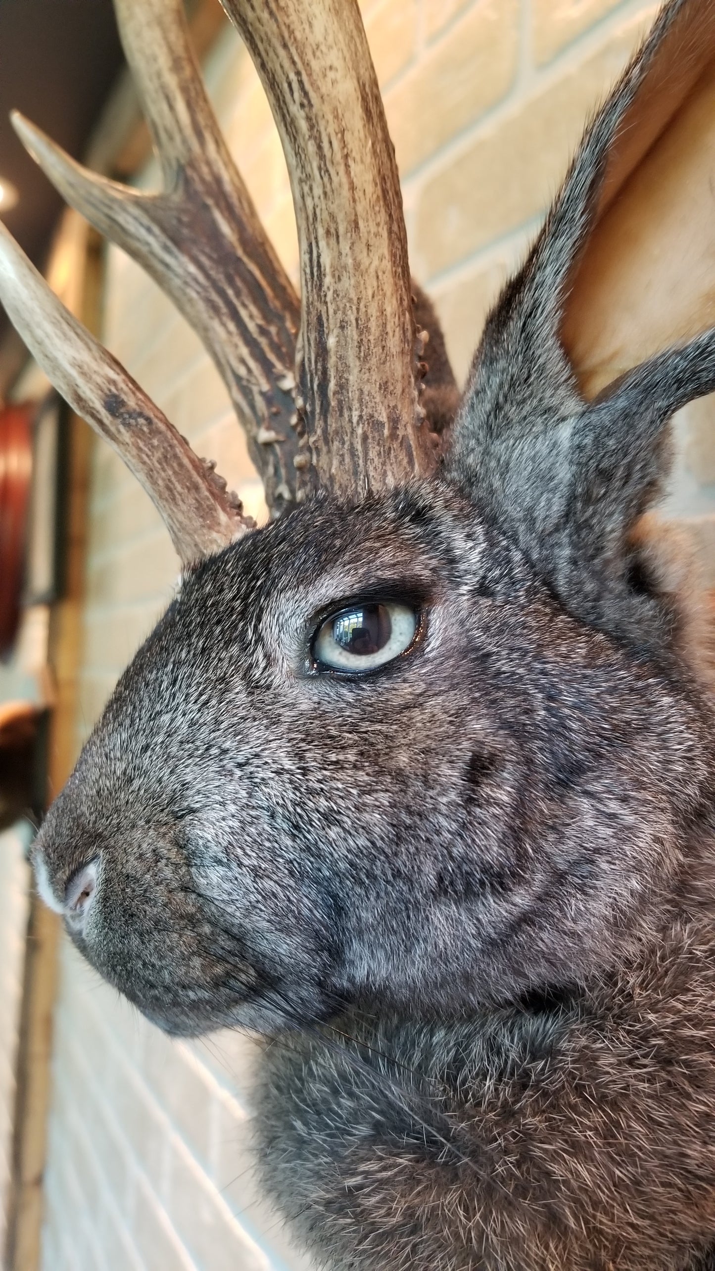 Taxidermie de Jackalope brun foncé XL