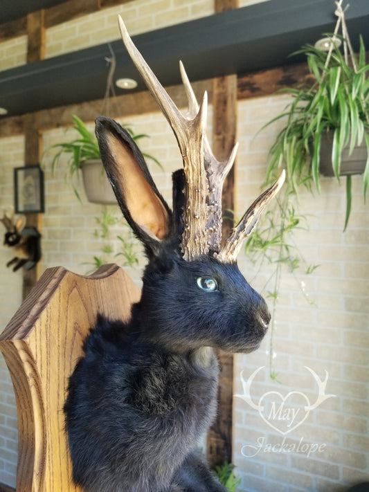 black Jackalope taxidermy with real antlers