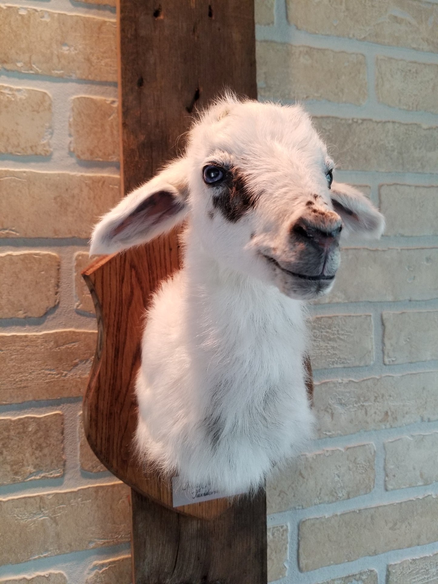 Shoulder mount white Romanov lamb taxidermy