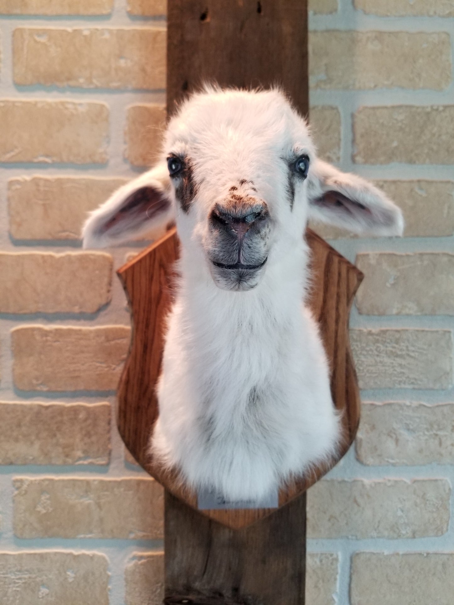 Shoulder mount white Romanov lamb taxidermy