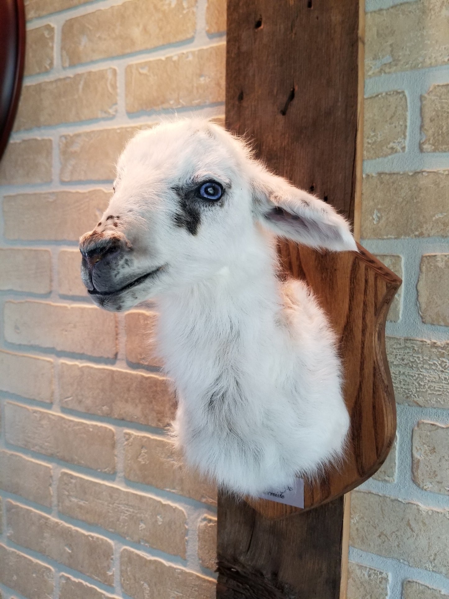 Taxidermie buste d'agneau Romanov