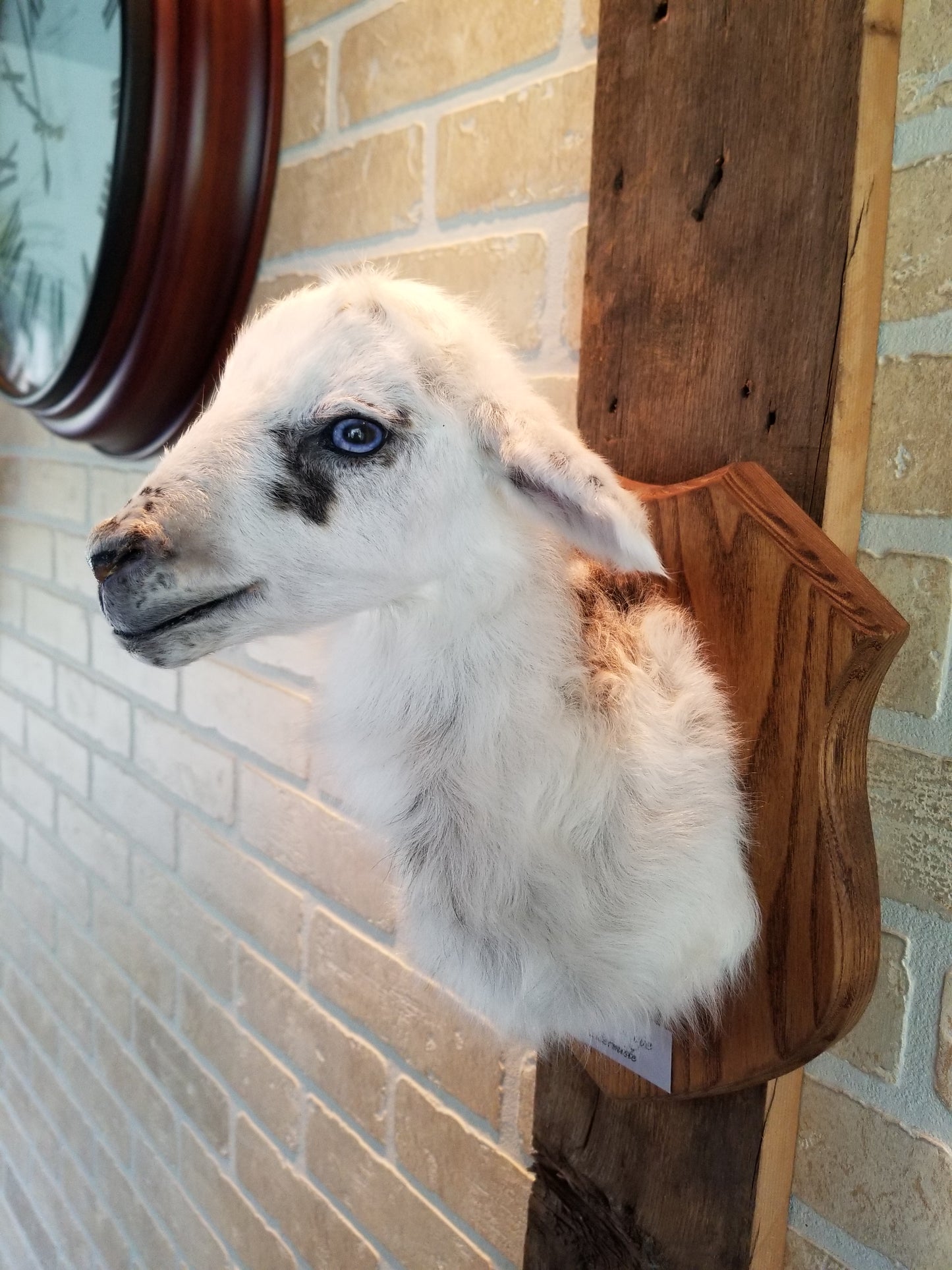 Shoulder mount white Romanov lamb taxidermy