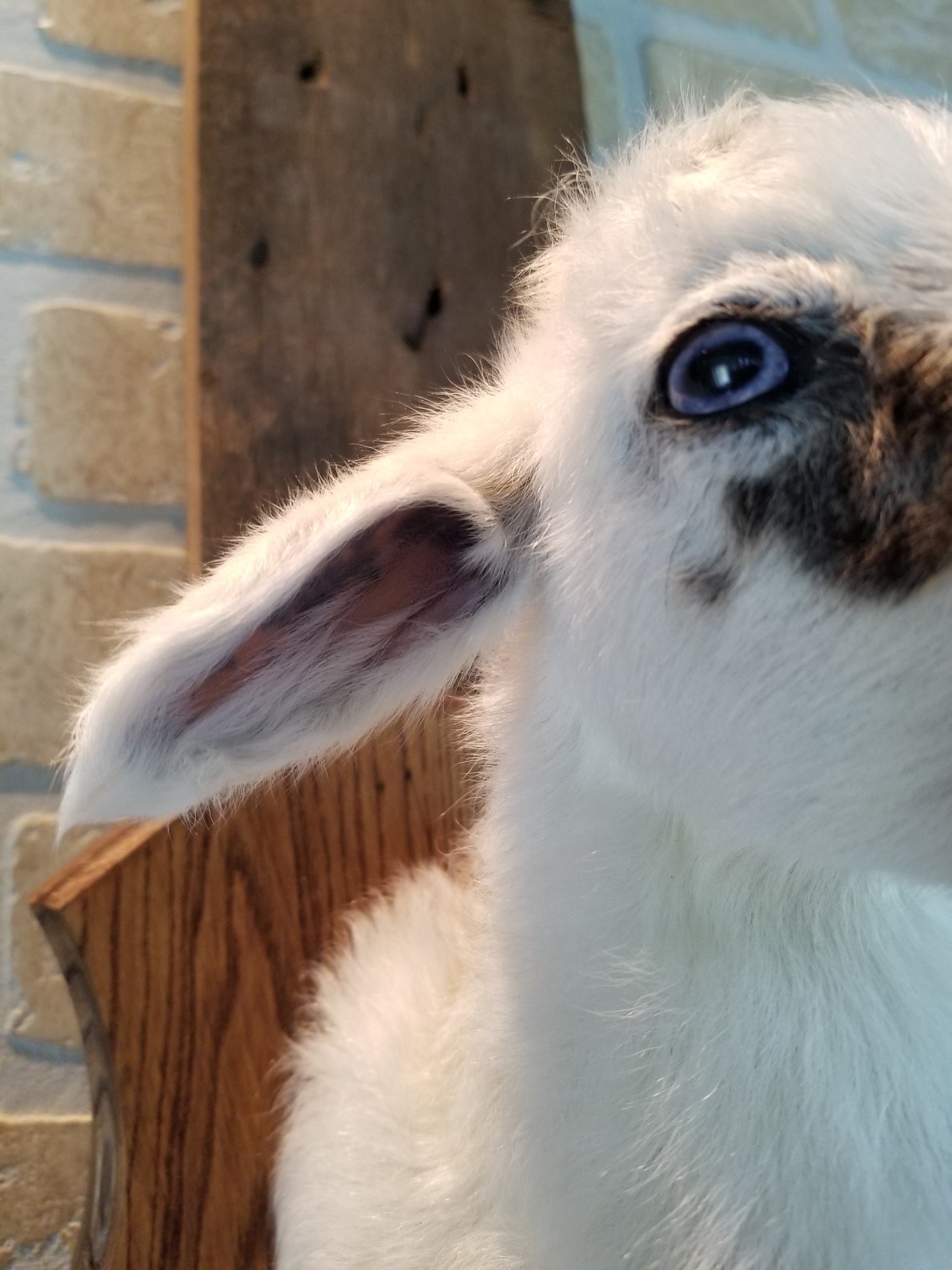 Taxidermie buste d'agneau Romanov