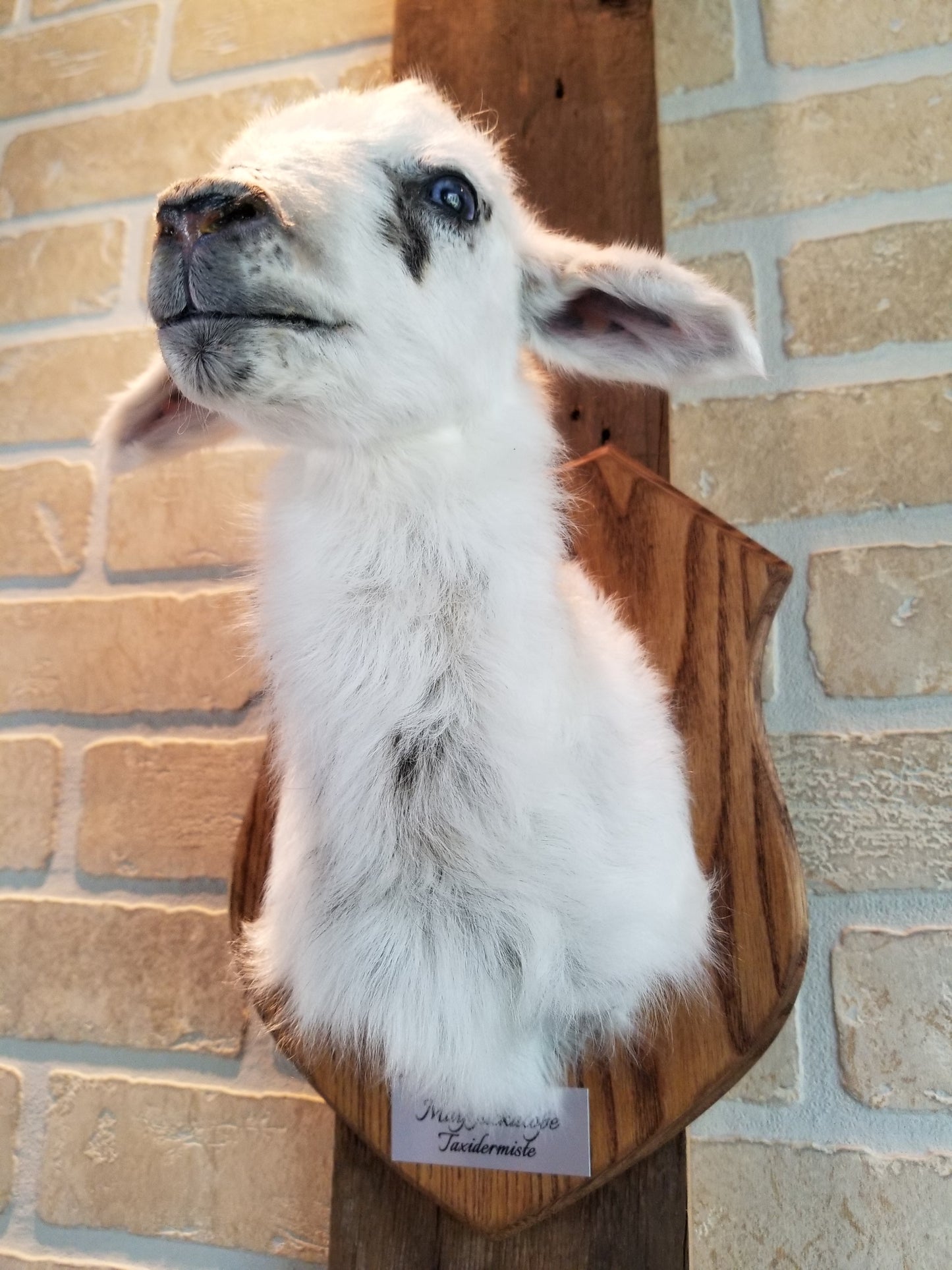 Taxidermie buste d'agneau Romanov