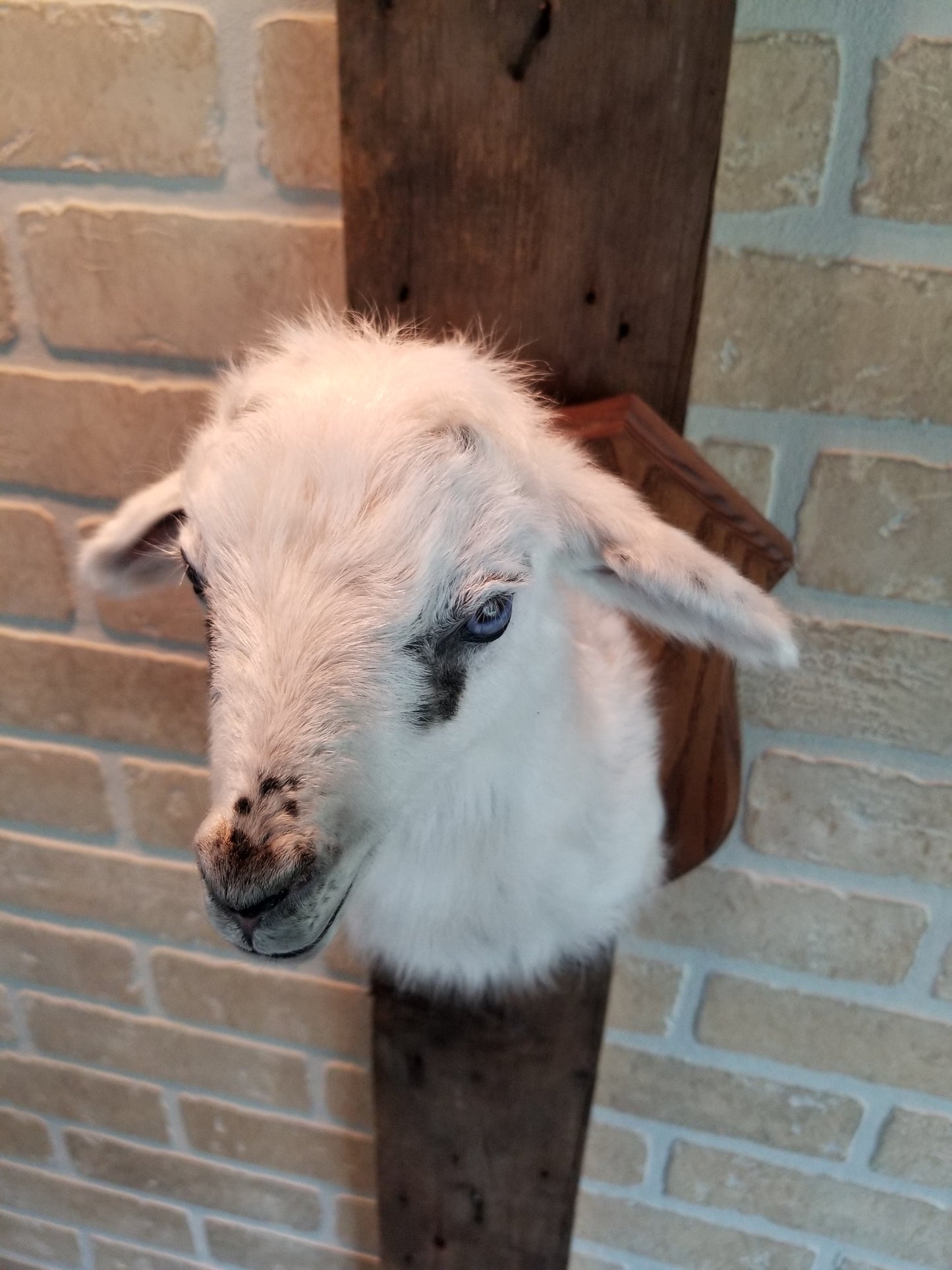 Shoulder mount white Romanov lamb taxidermy