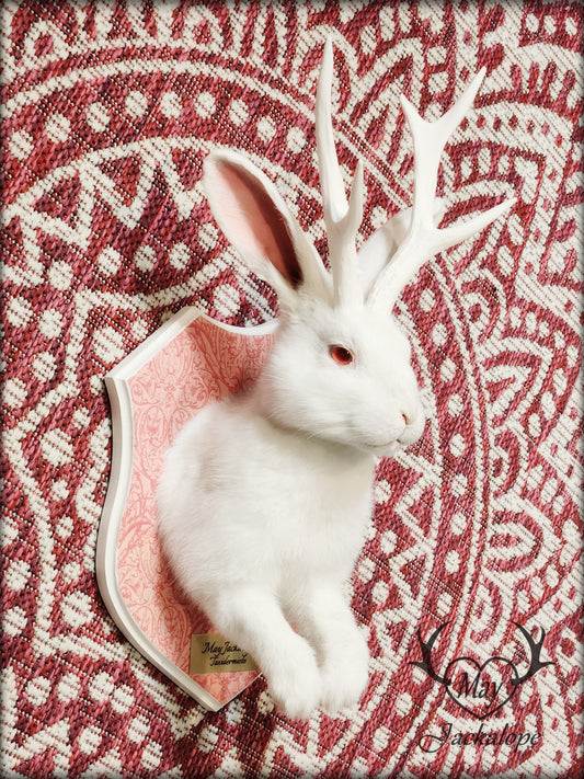 White Jackalope taxidermy with white antlers replica & red albino eyes