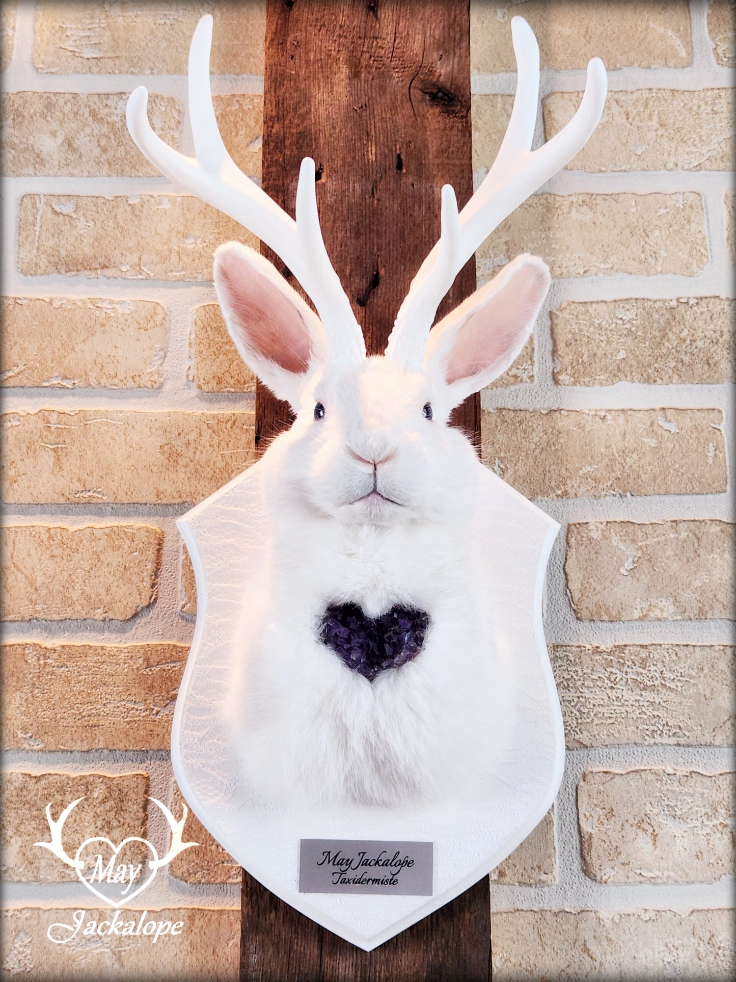 Taxidermie de Jackalope blanc avec replique de panache blanc et coeur d'améthyste