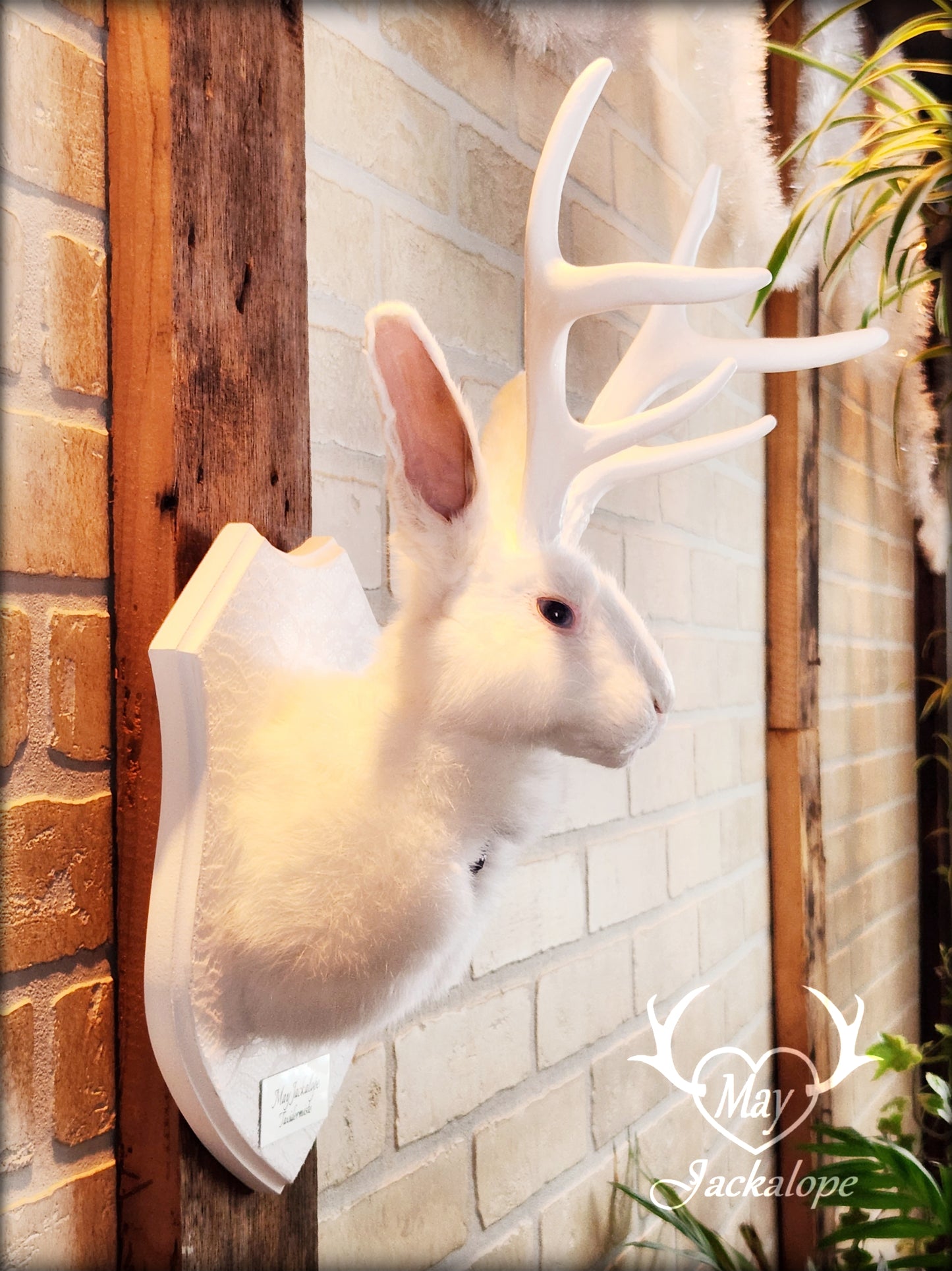 White Jackalope taxidermy with white antlers replica & amethyst heart