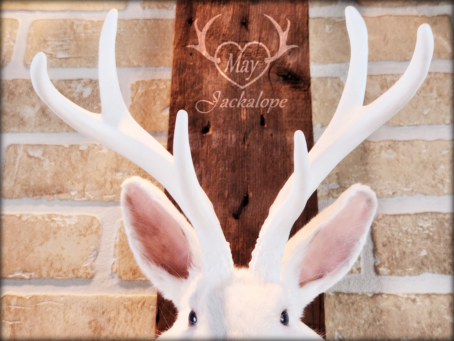 Taxidermie de Jackalope blanc avec replique de panache blanc et coeur d'améthyste