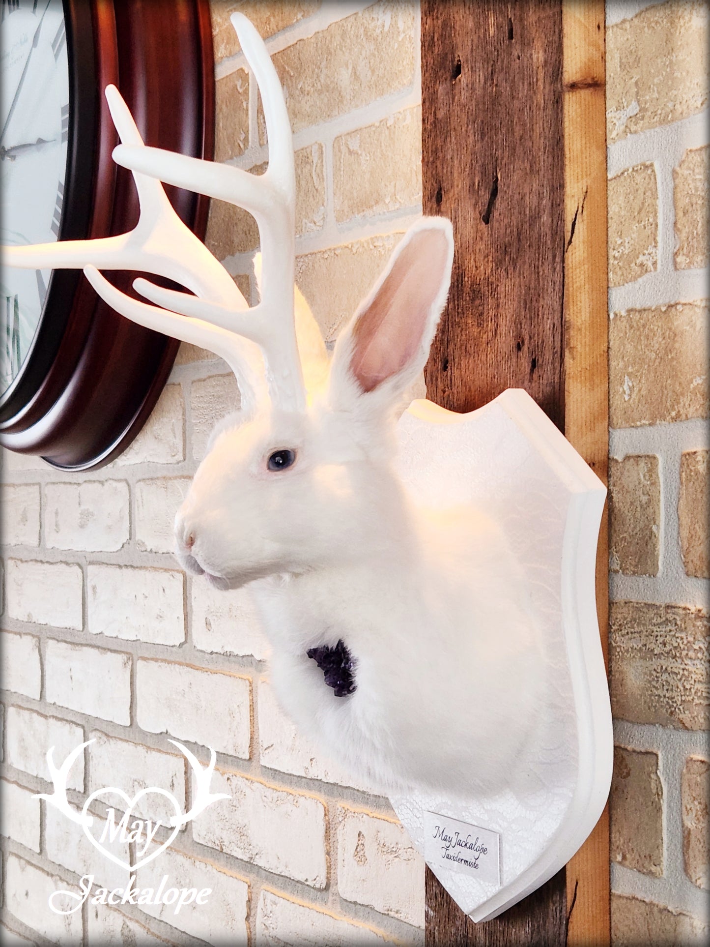 Taxidermie de Jackalope blanc avec replique de panache blanc et coeur d'améthyste