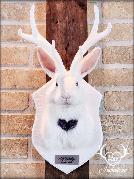 White Jackalope taxidermy with white antlers replica & amethyst heart