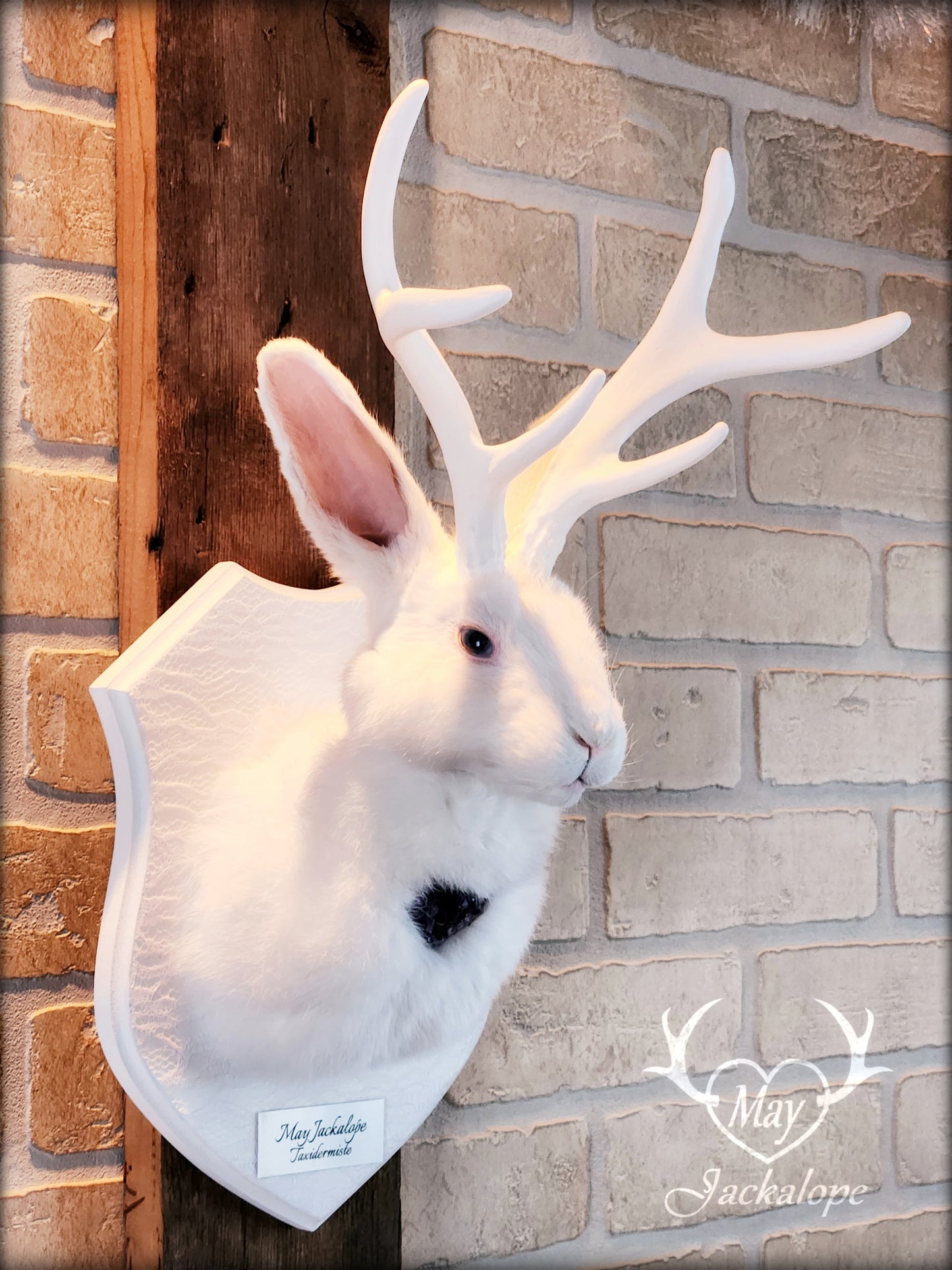 Taxidermie de Jackalope blanc avec replique de panache blanc et coeur d'améthyste