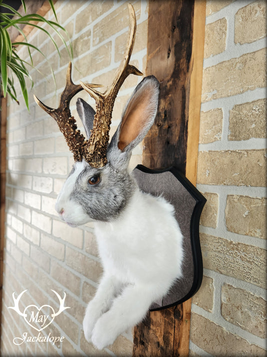 White and grey Jackalope taxidermy with real antlers & heterochromia eyes