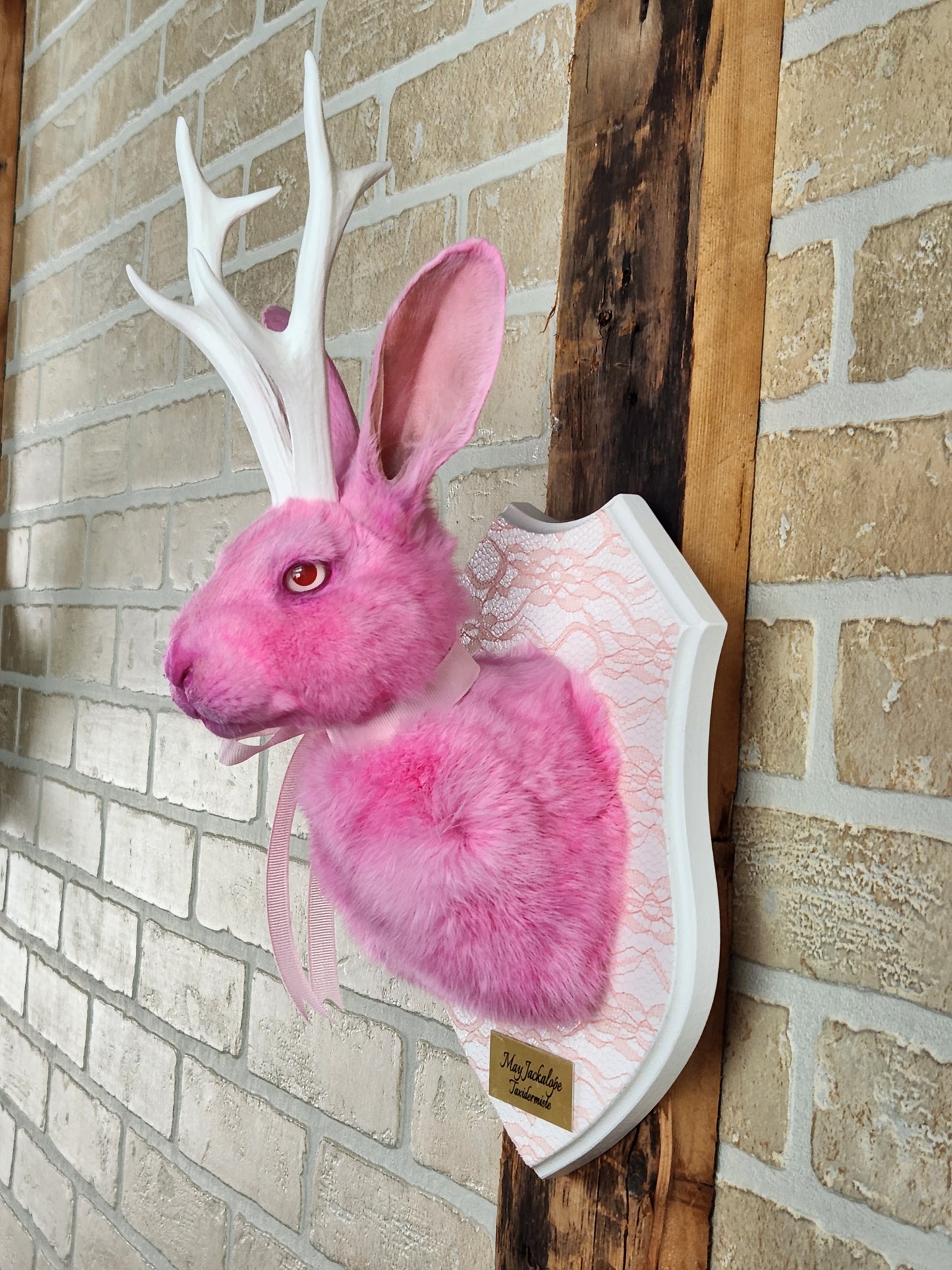 Taxidermie de Jackalope rose avec replique de panache blanc et yeux albino.