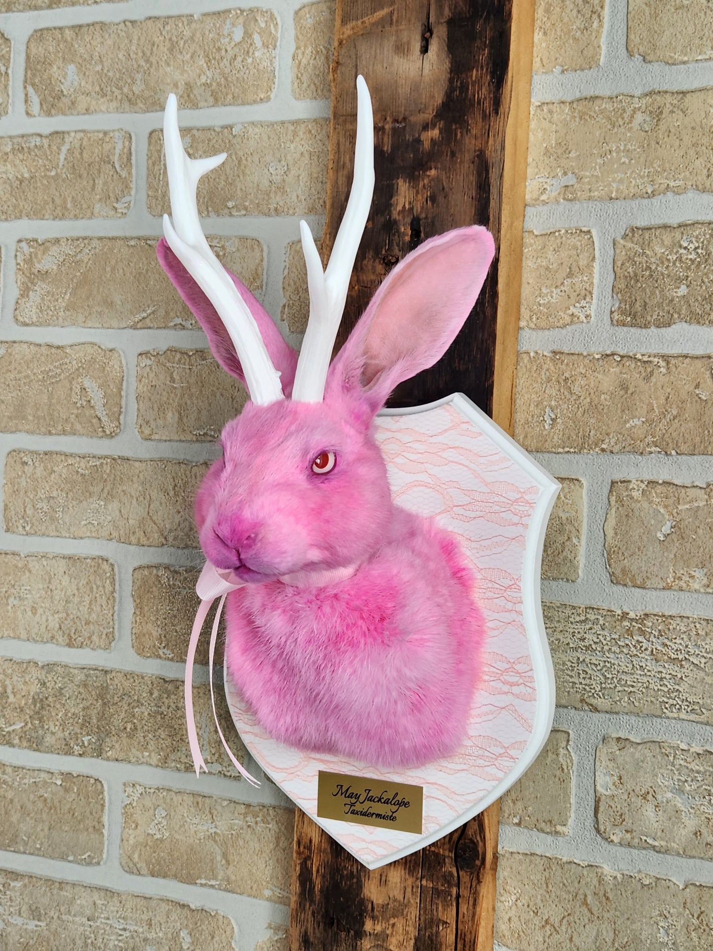 Taxidermie de Jackalope rose avec replique de panache blanc et yeux albino.