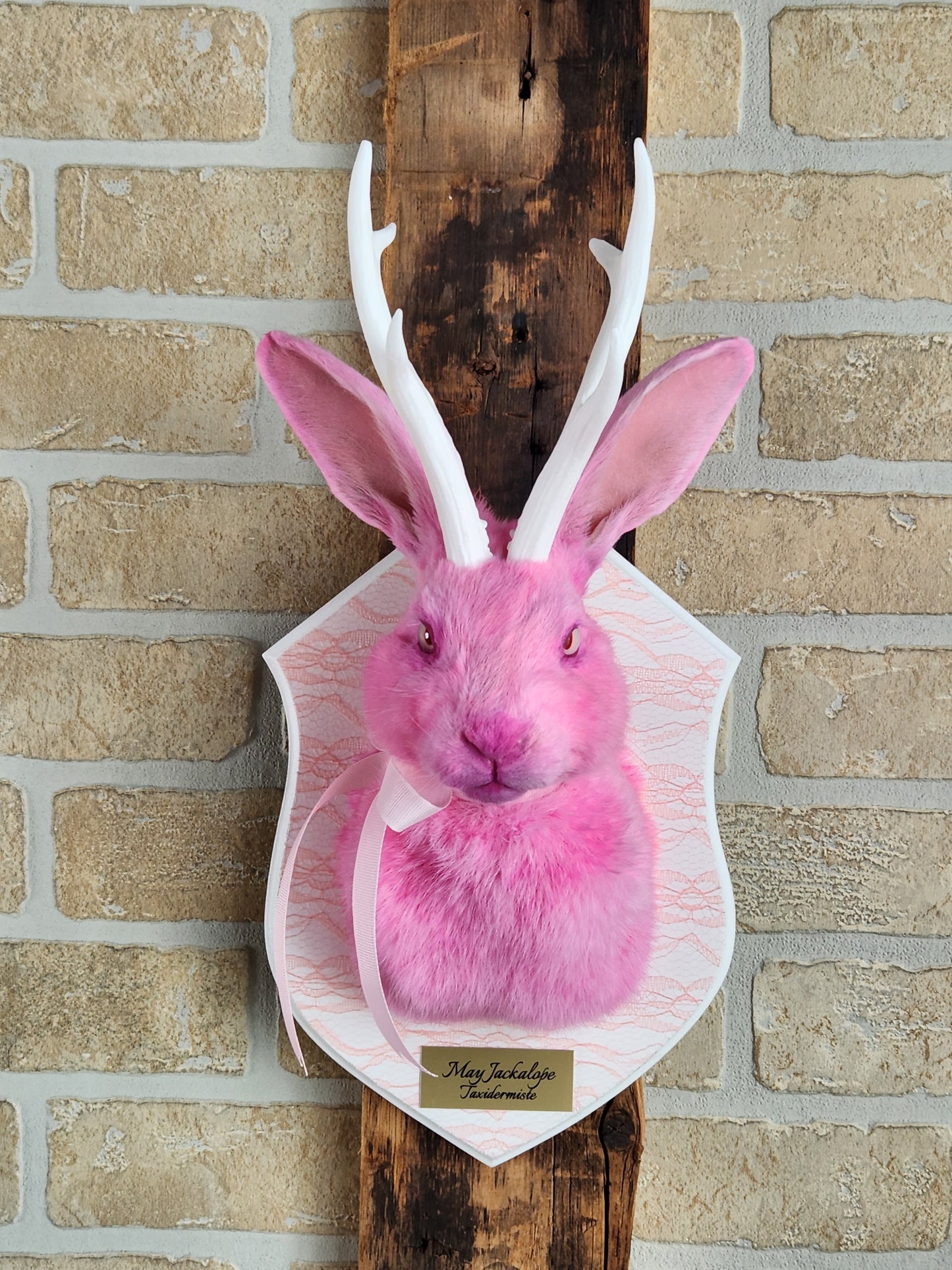 Taxidermie de Jackalope rose avec replique de panache blanc et yeux albino.