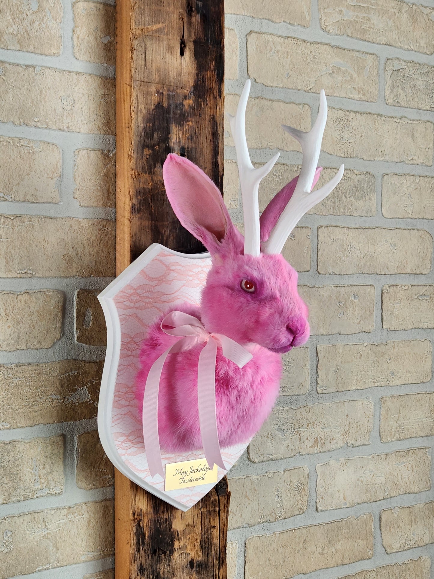 Taxidermie de Jackalope rose avec replique de panache blanc et yeux albino.