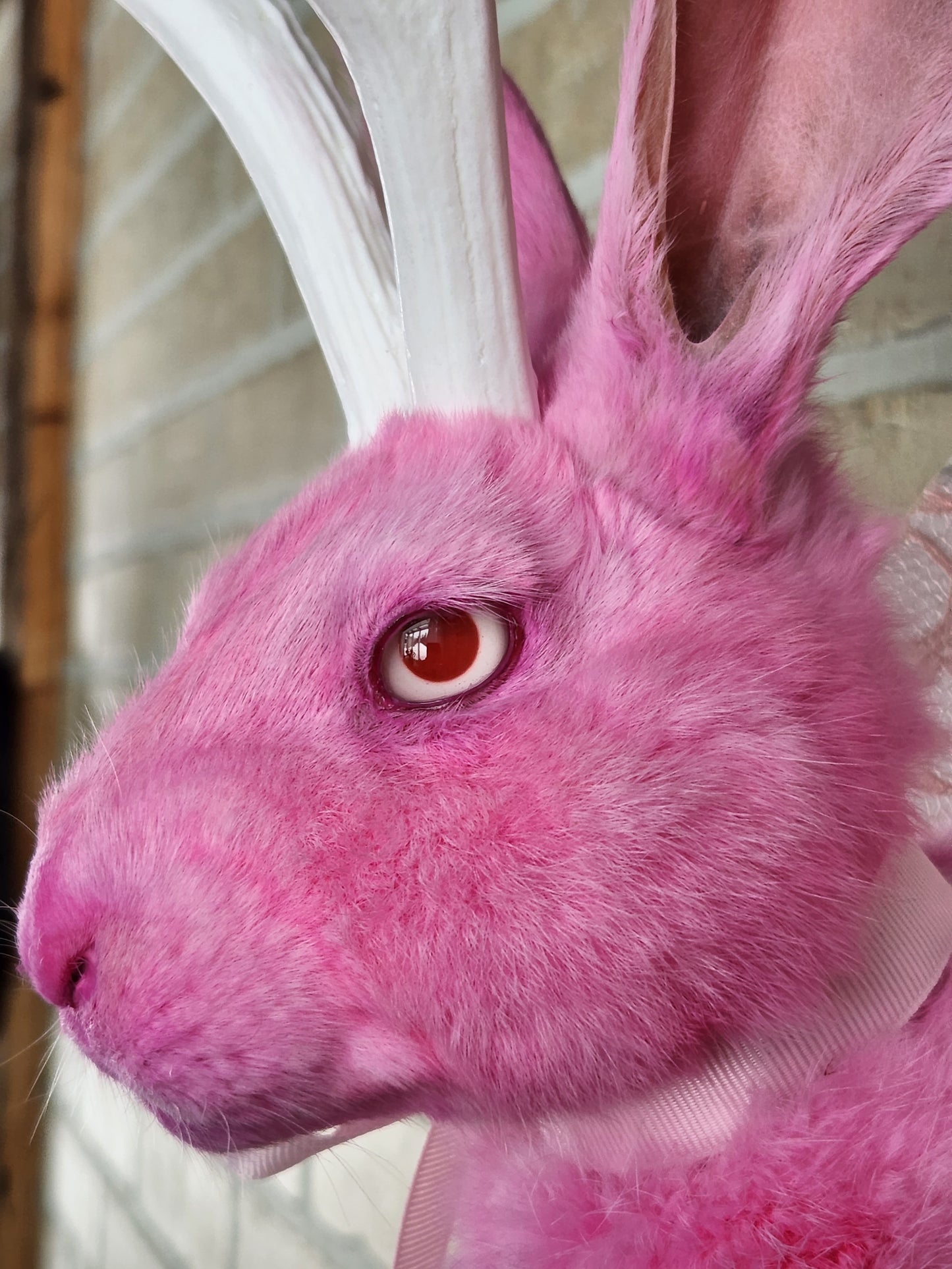 Taxidermie de Jackalope rose avec replique de panache blanc et yeux albino.