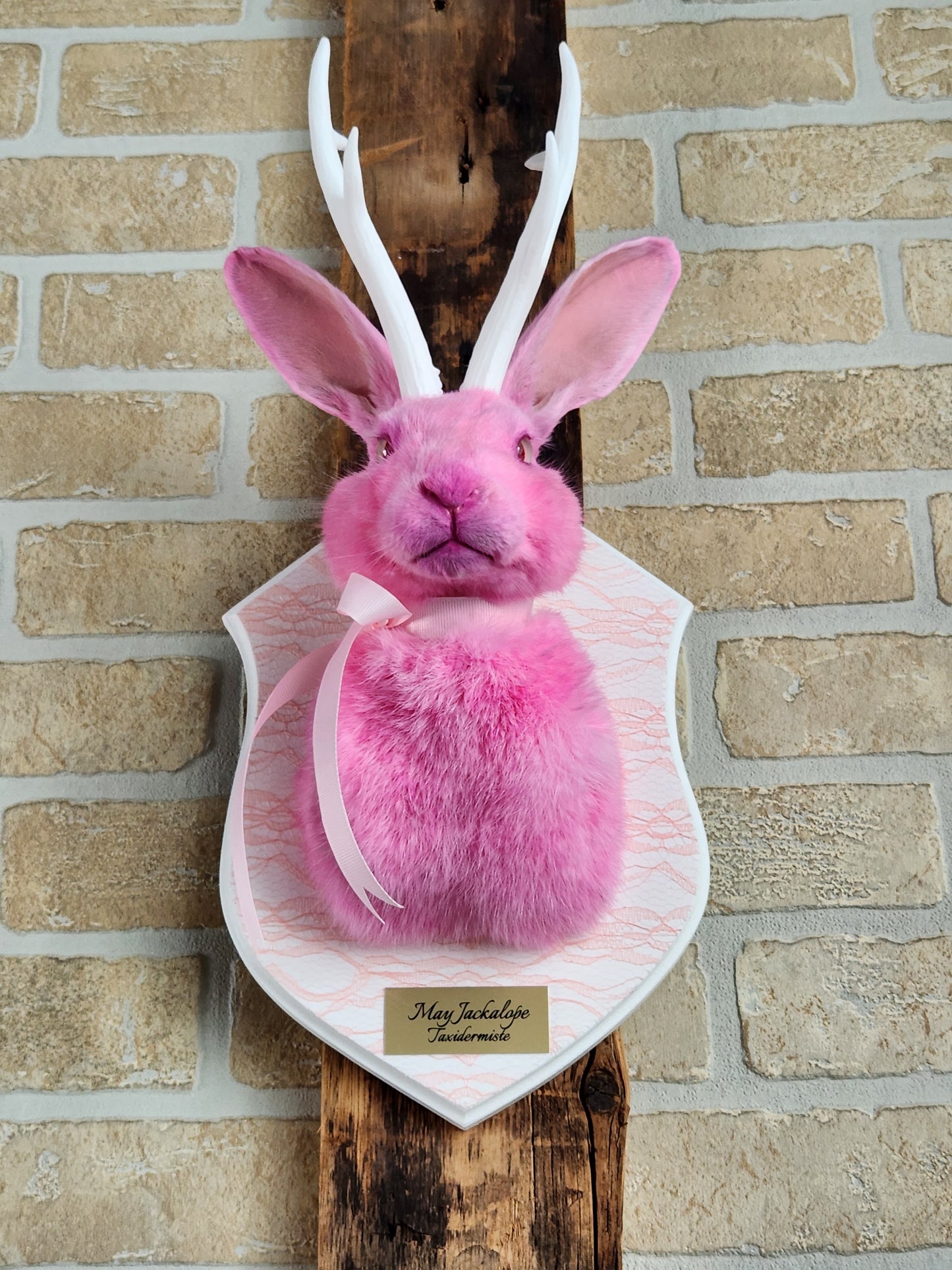 Taxidermie de Jackalope rose avec replique de panache blanc et yeux albino.