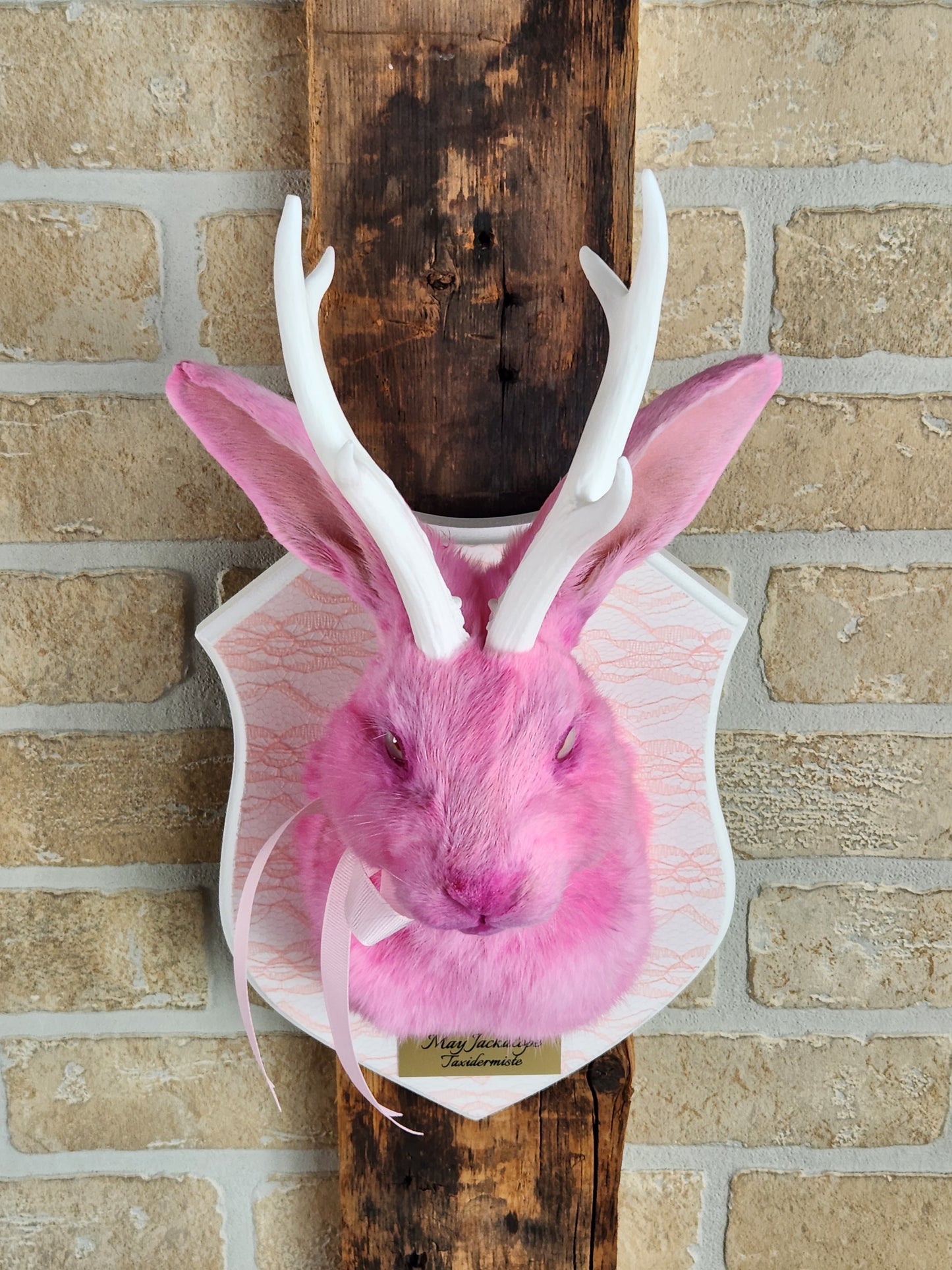 Taxidermie de Jackalope rose avec replique de panache blanc et yeux albino.