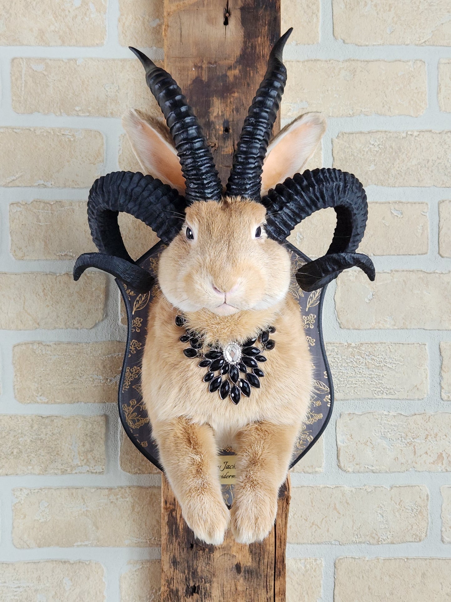 Golden Jackalope taxidermy with 4 horns with golden decorated plaque.