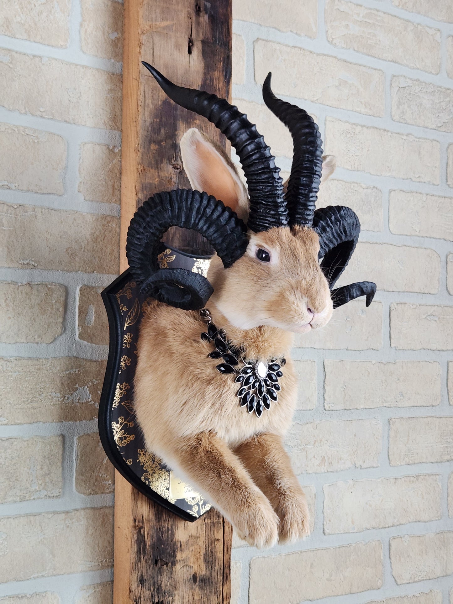 Golden Jackalope taxidermy with 4 horns with golden decorated plaque.